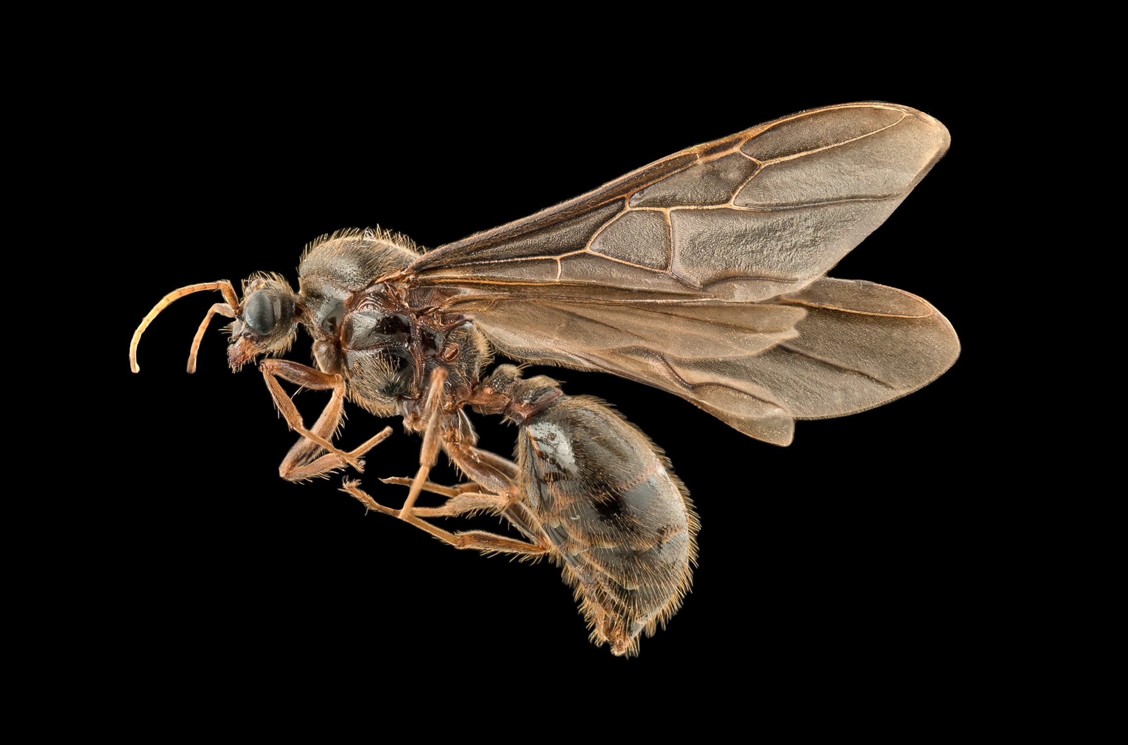 Flying ants (1).png