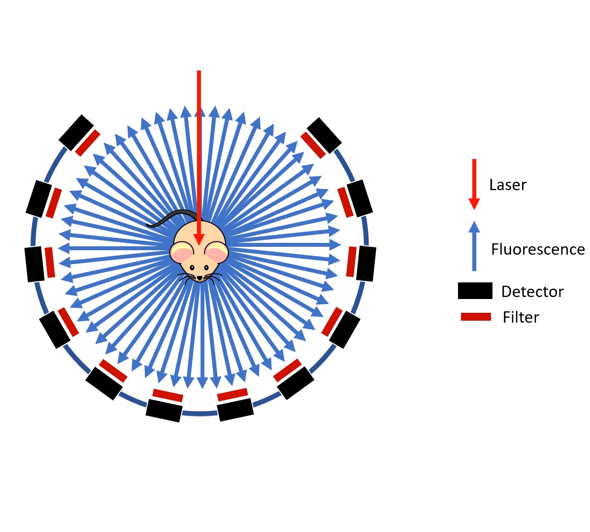 Bioflect Measurements Trifoil Imaging