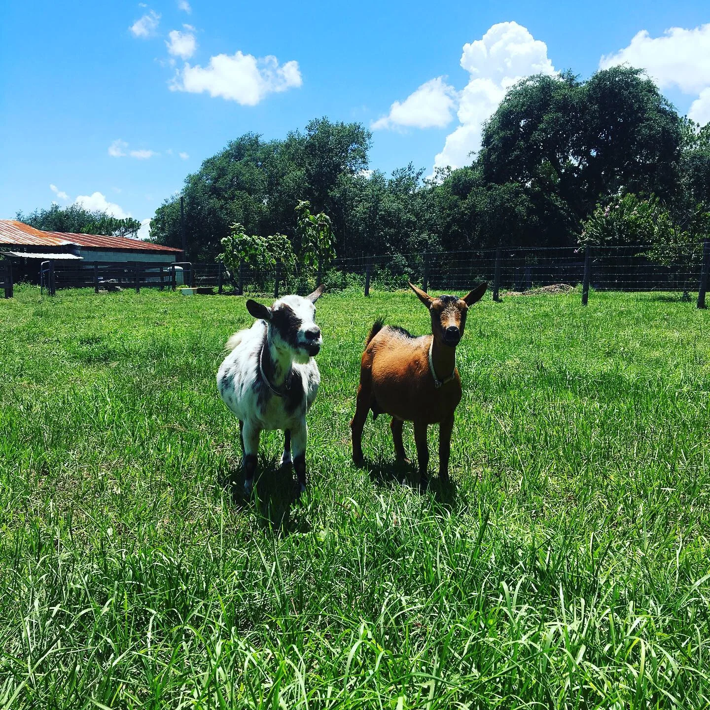 Britches and Scout