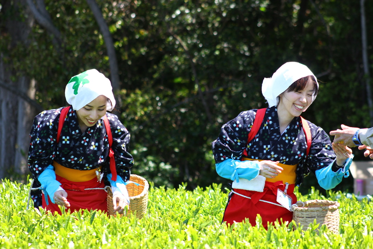 Employees harvesting tea in Mr. Hasegawa's tea garden.