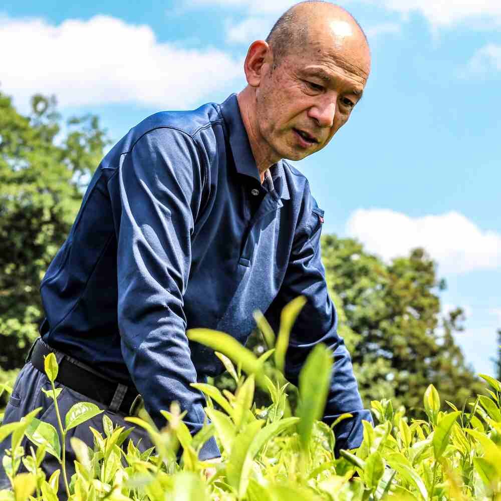 Hasegawa tea farmer matcha tea.jpg