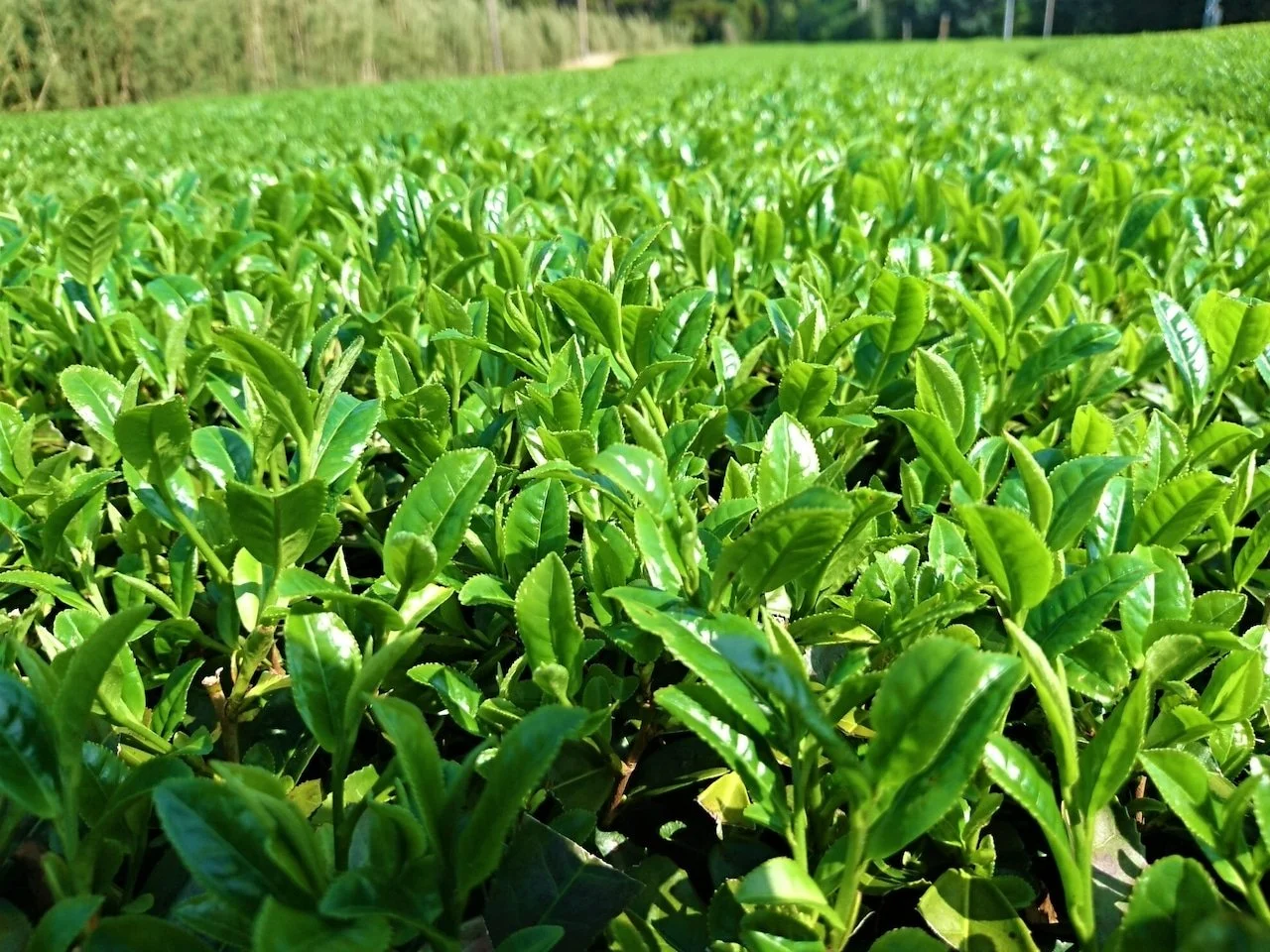 Shincha Tea Fields Organic Tea Garden Sencha Japan.jpg
