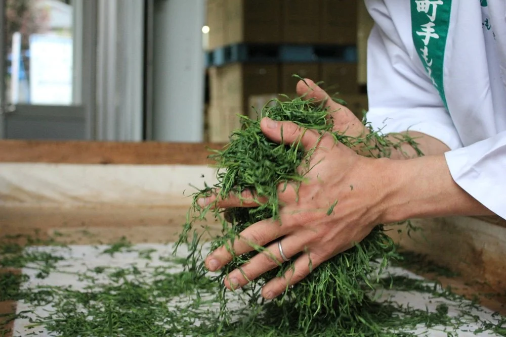 Shincha Ernte von Hand 2026 neue Ernte Grüntee BIO.jpg