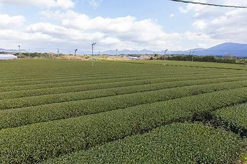 Kabusecha Kumamoto tea farm BIO green tea.jpg