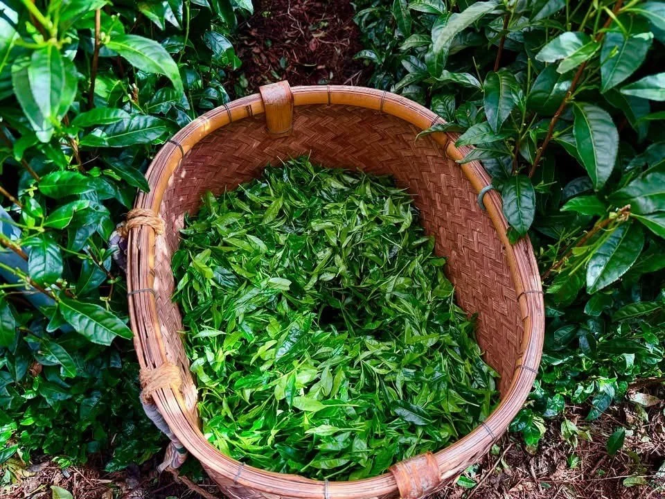 Teefarm 02 - Gyo 01.jpg