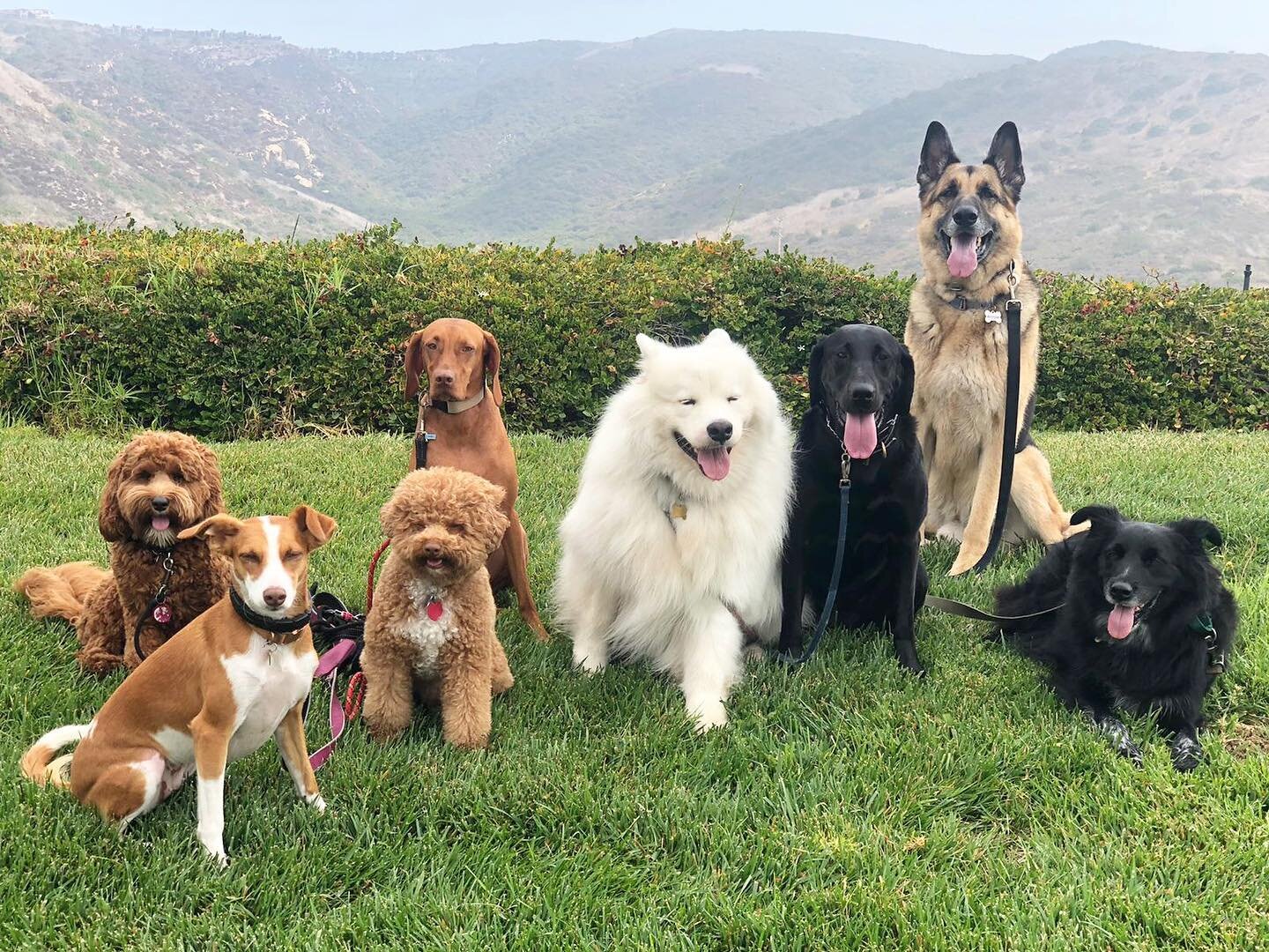 No cases of the Monday&rsquo;s with this crew!🌈 
&bull;
&bull;
Boomer, Maple, Sumo, Piper, Sybie, Emi, Jecko, &amp; Trapper