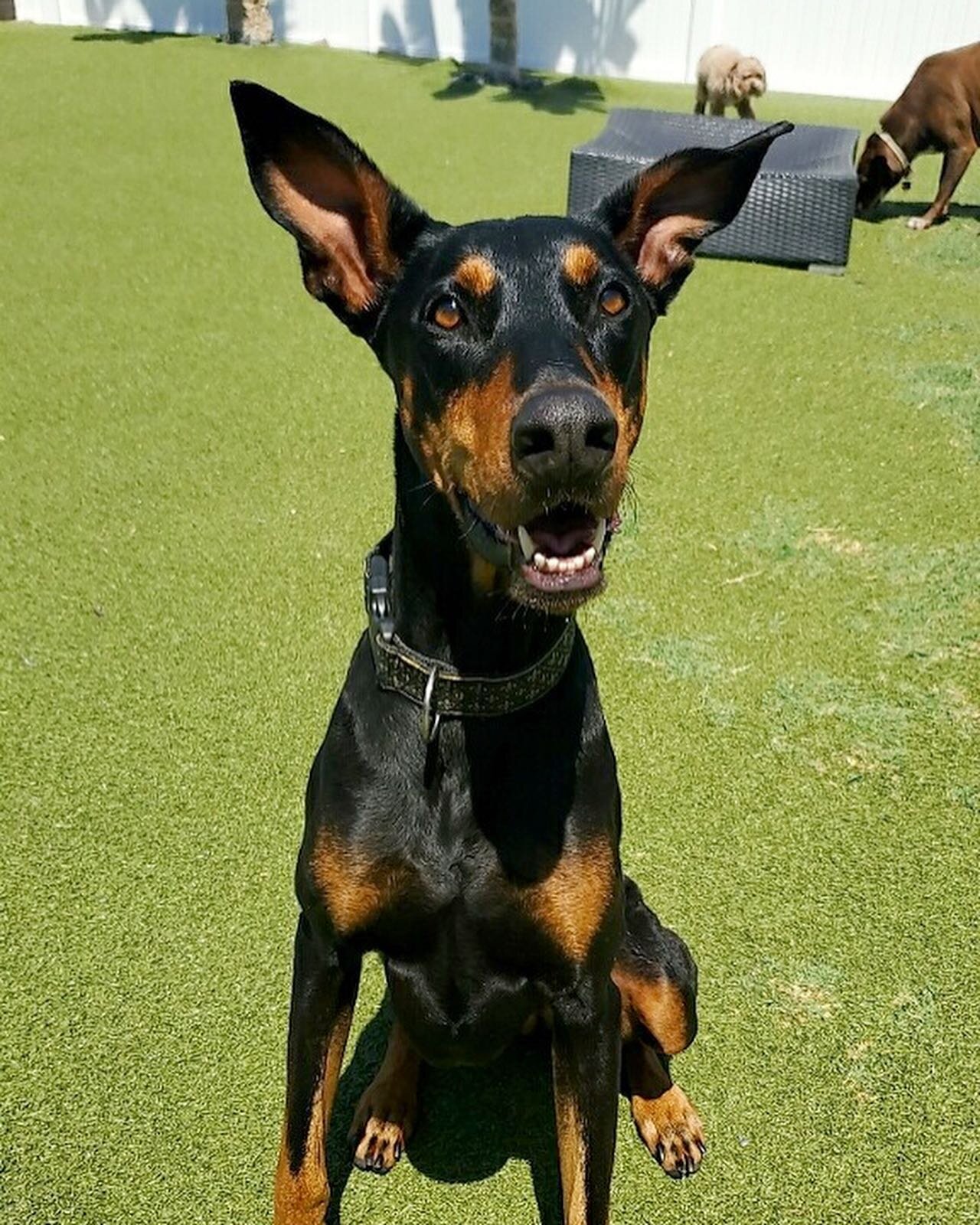 Adopt Xina! 

She is a 6 year old Doberman. She is house trained and knows her basic commands. She loves people, dogs, and toys: specifically balls. She can be a bit shy at first, but once she warms up, she is the sweetest girl. She has made a ton of