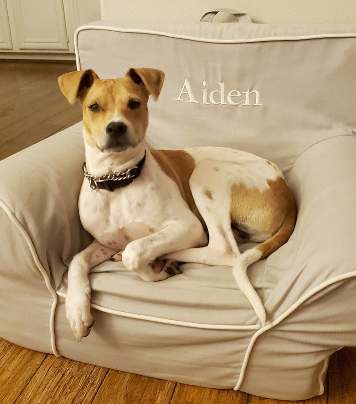 Adopt this adorable boy Roger!

He is a 10 month old Italian grey hound mix. He is a very shy guy when it comes to people, but once you have made a connection with him, he is truly such a sweetie! He adores other dogs, especially labs, for some reaso