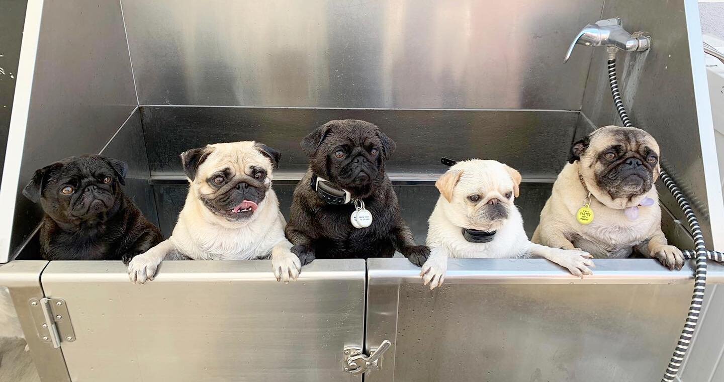 Tub of Pugs 🛁🐶