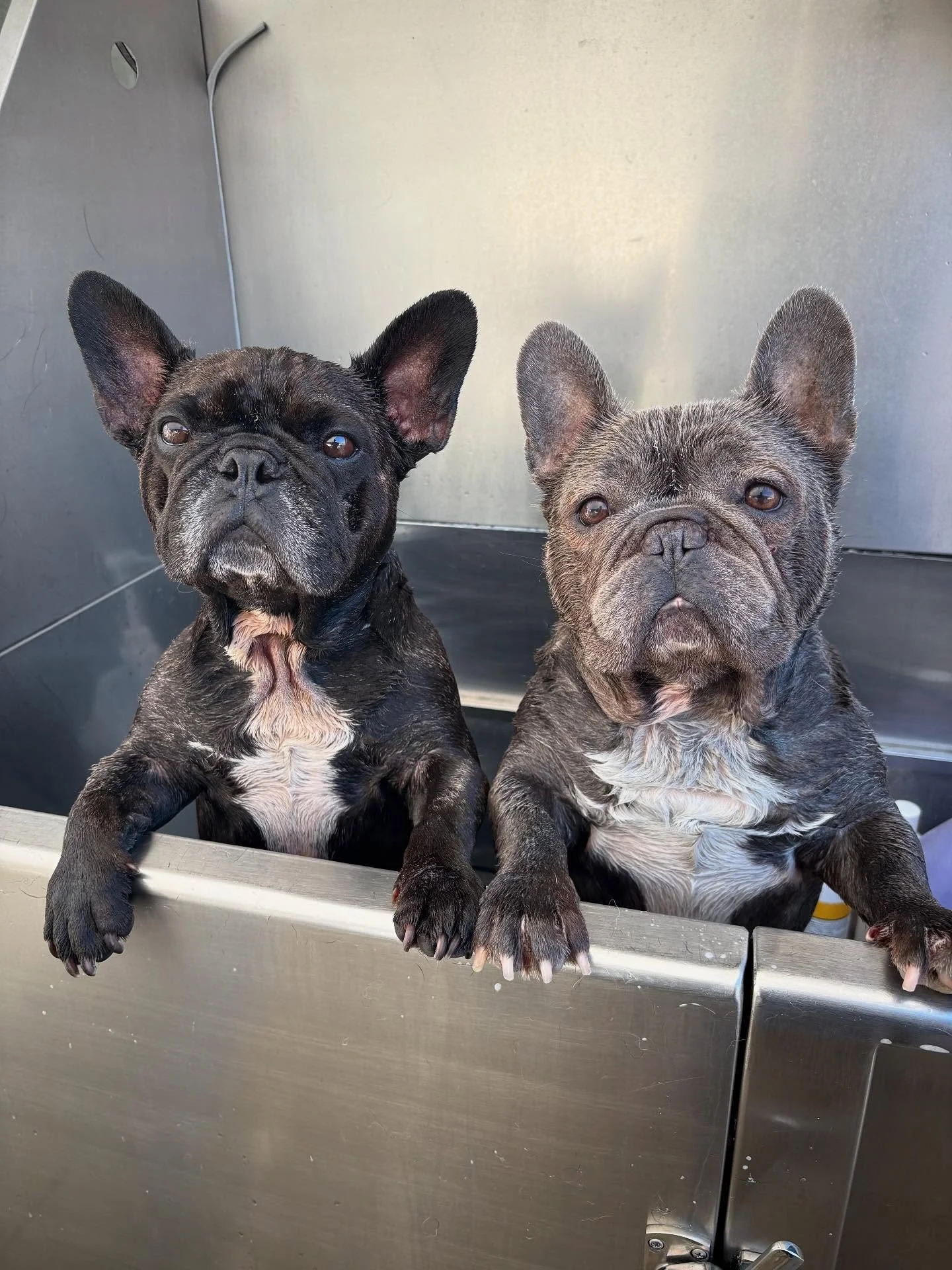 Cause life is better with a blowout and your nails done! 🐶🫧Treat your pup to the ultimate spa day with @barkbar_grooming!