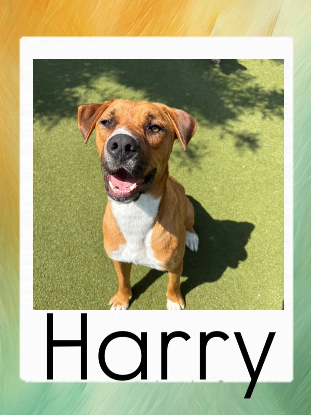 𝐌𝐄𝐄𝐓 𝐇𝐀𝐑𝐑𝐘! A clever, loving, friendly, and energetic pup! Harry was rescued during the LA fires back in February and brought to us to foster here at Dog Republic. Both him and Llyod were rescued around the same time from the fires. If you&r