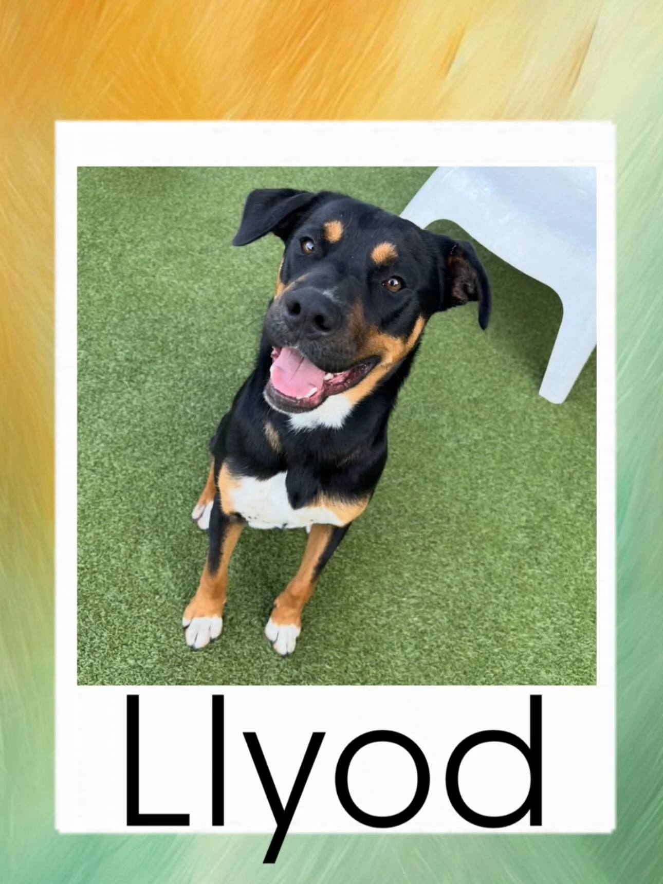 𝐌𝐄𝐄𝐓 𝐋𝐋𝐘𝐎𝐃! Llyod is an outgoing, affectionate, loyal, and curious pup! He was rescued from the LA fires back in February. We brought both him and Harry to Dog Republic to foster. This love bug is looking for someone to spend the sunny days 
