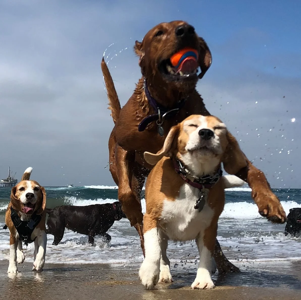 It seems too often that our pack ages and we lose dogs too early. Here&rsquo;s a shout out to a very special dog Hudson who left us today. We&rsquo;ve never had a dog consistency take top accolades of: most likely to eat walker&rsquo;s lunch, most li