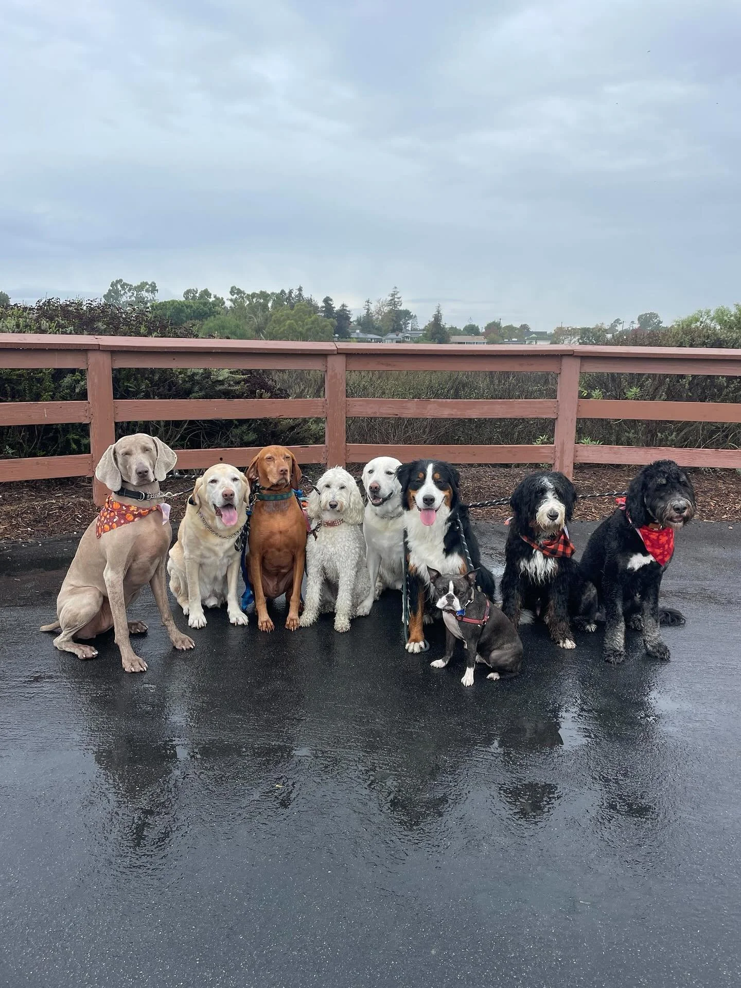 Rain 🌧️ or shine ☀️, these packs stay aligned! Our pups are always ready!! A strong pack with strong habits makes for the perfect walk!