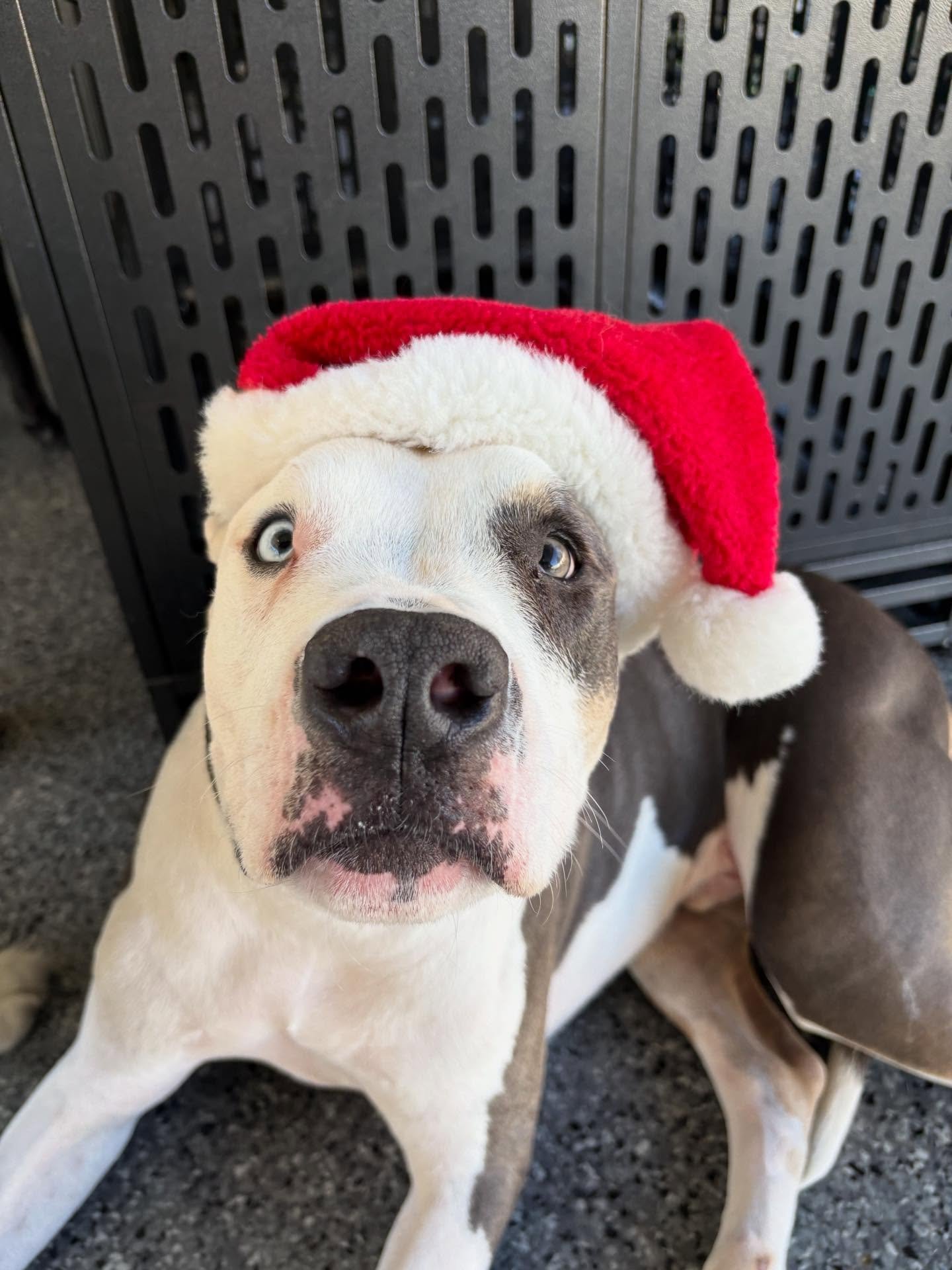 Things are feeling merry and bright as our DR pups get ready for the holidays!! 🎄🎅🐾🎁🦴