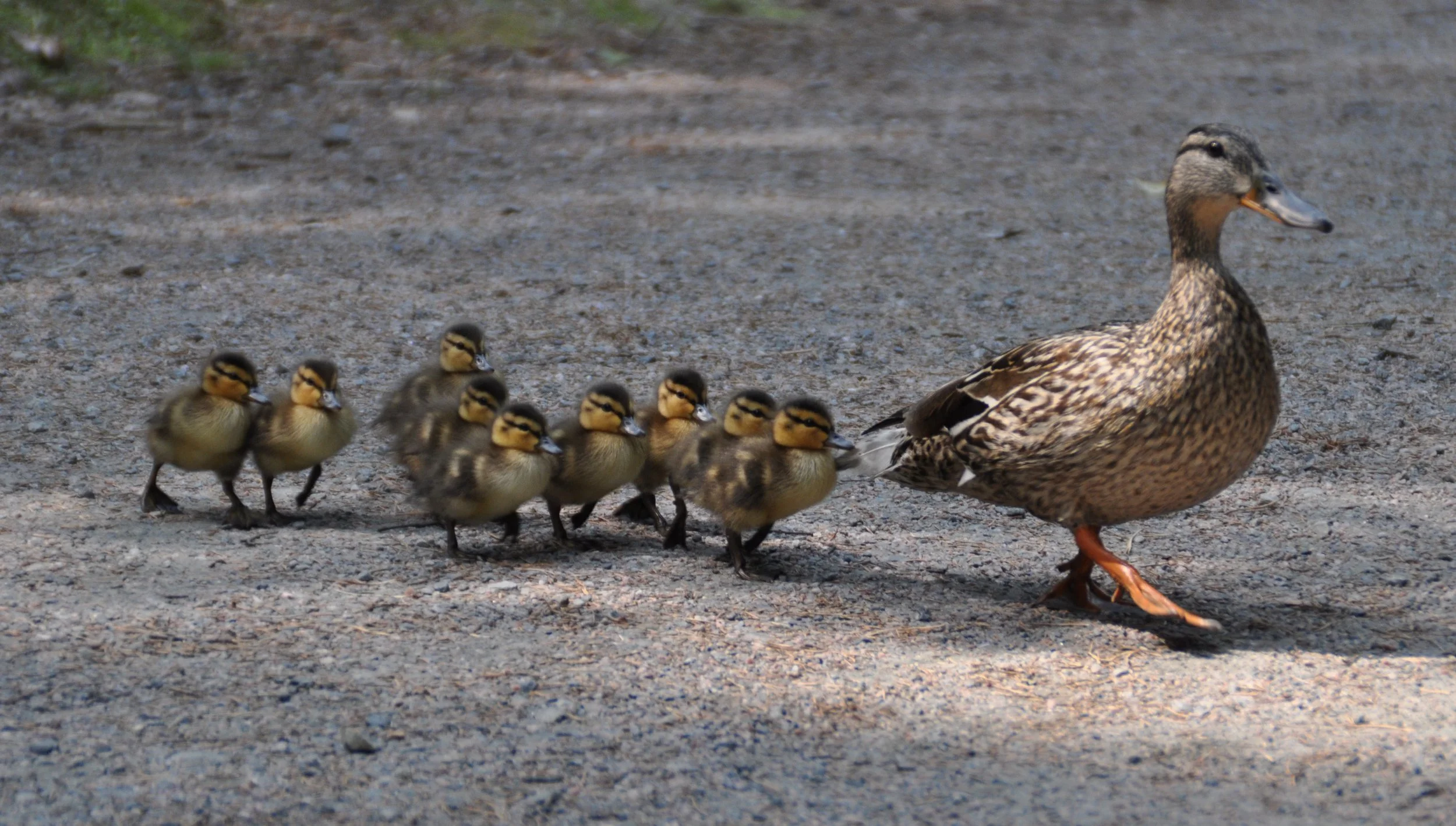 Ducklings Year: 2013 Place: Kristiandsand Zoo Camera: Canon EOS 70D