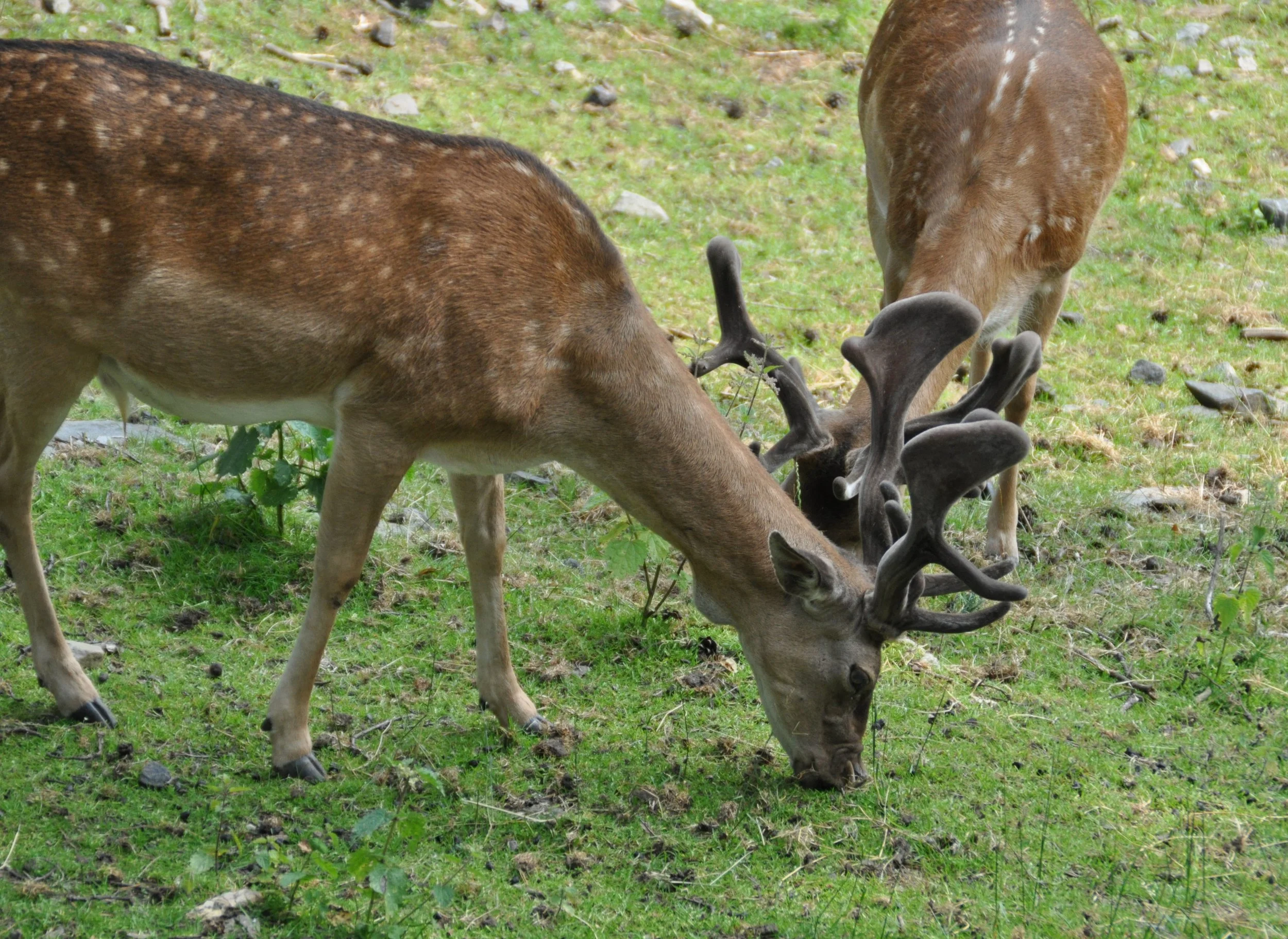 Fallow Deer Year: 2013 Place: Kristiandsand Zoo Camera: Canon EOS 70D