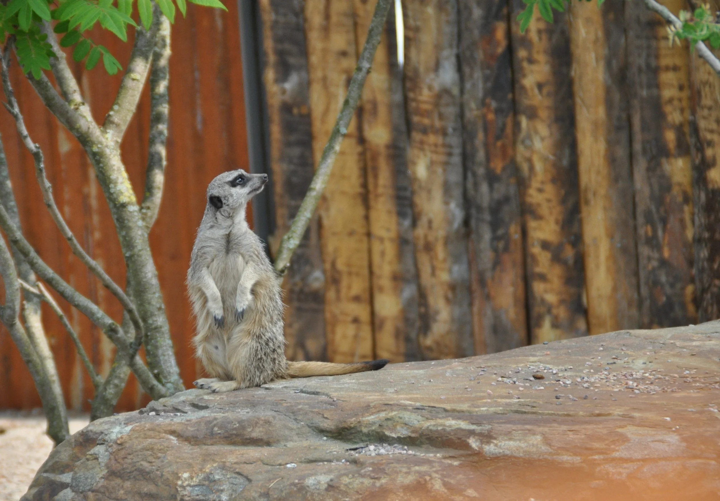 Curious Year: 2013 Place: Kristiandsand Zoo Camera: Canon EOS 70D