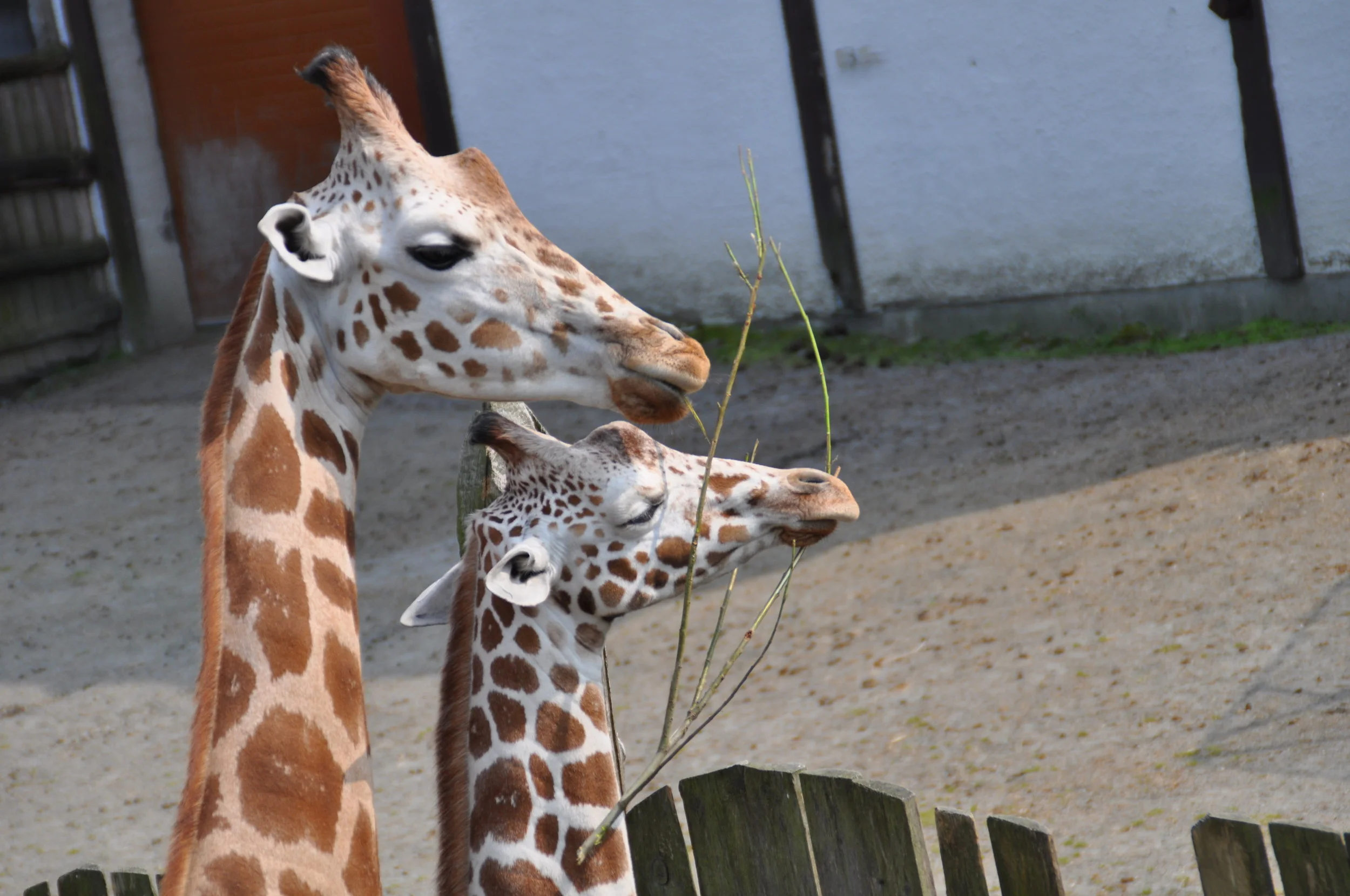 Share Year: 2013 Place: Kristiandsand Zoo Camera: Canon EOS 70D