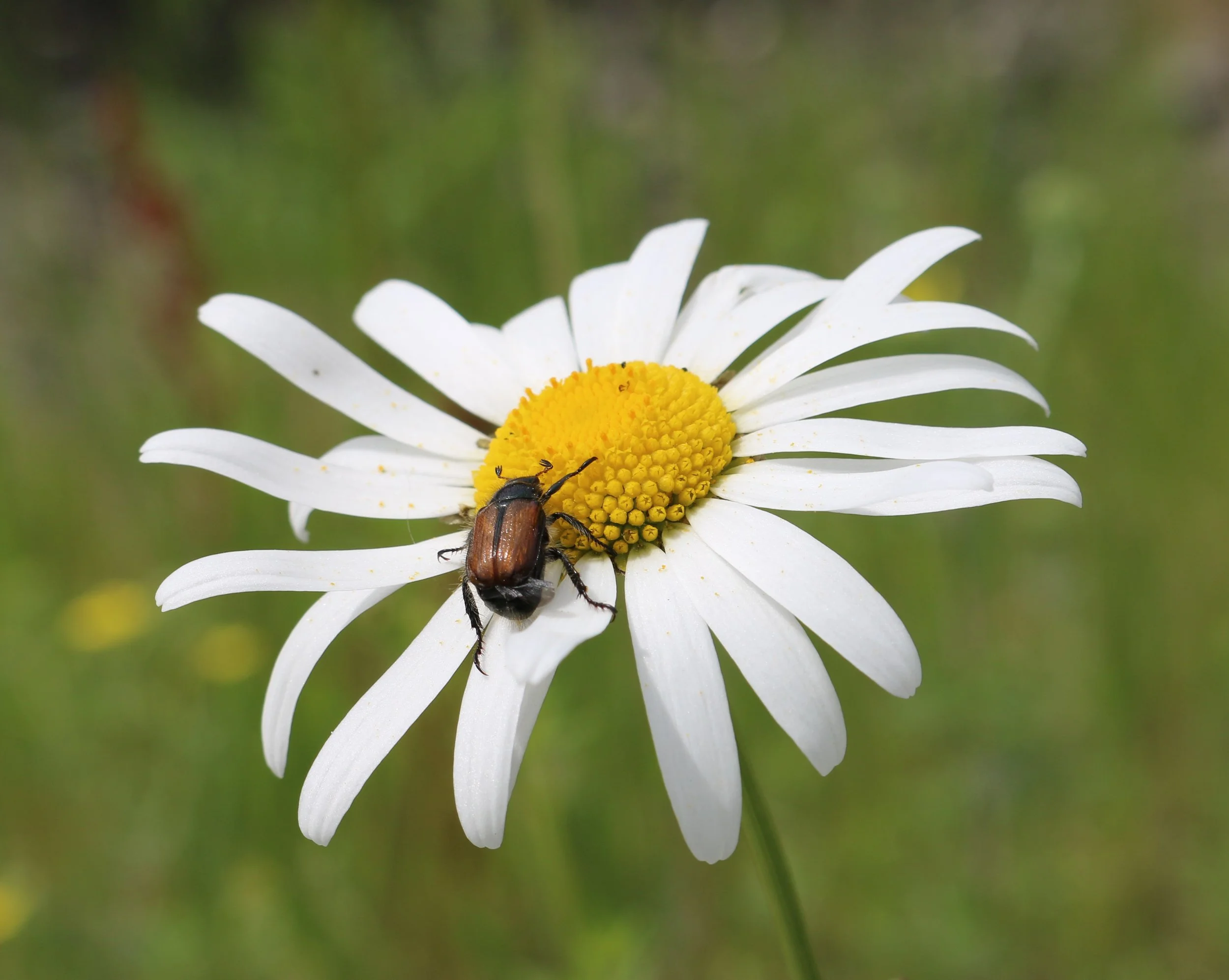 Daisy Year: 2014 Place: Lårdal Camera: Canon EOS 70D