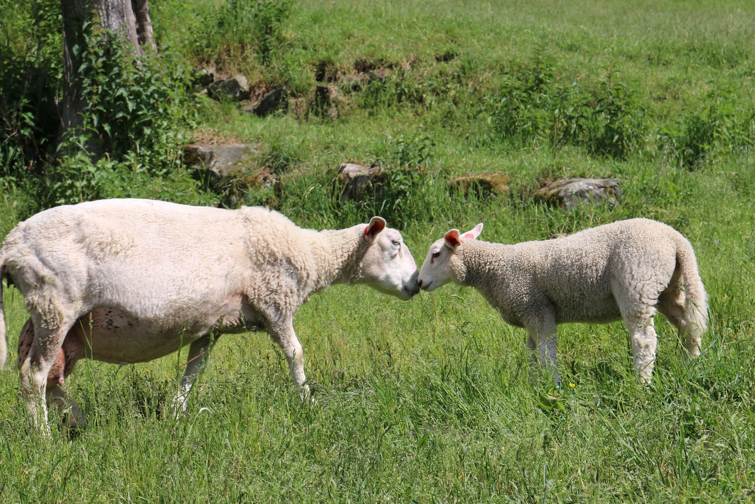 Family Year: 2014 Place: Lårdal Camera: Canon EOS 70D