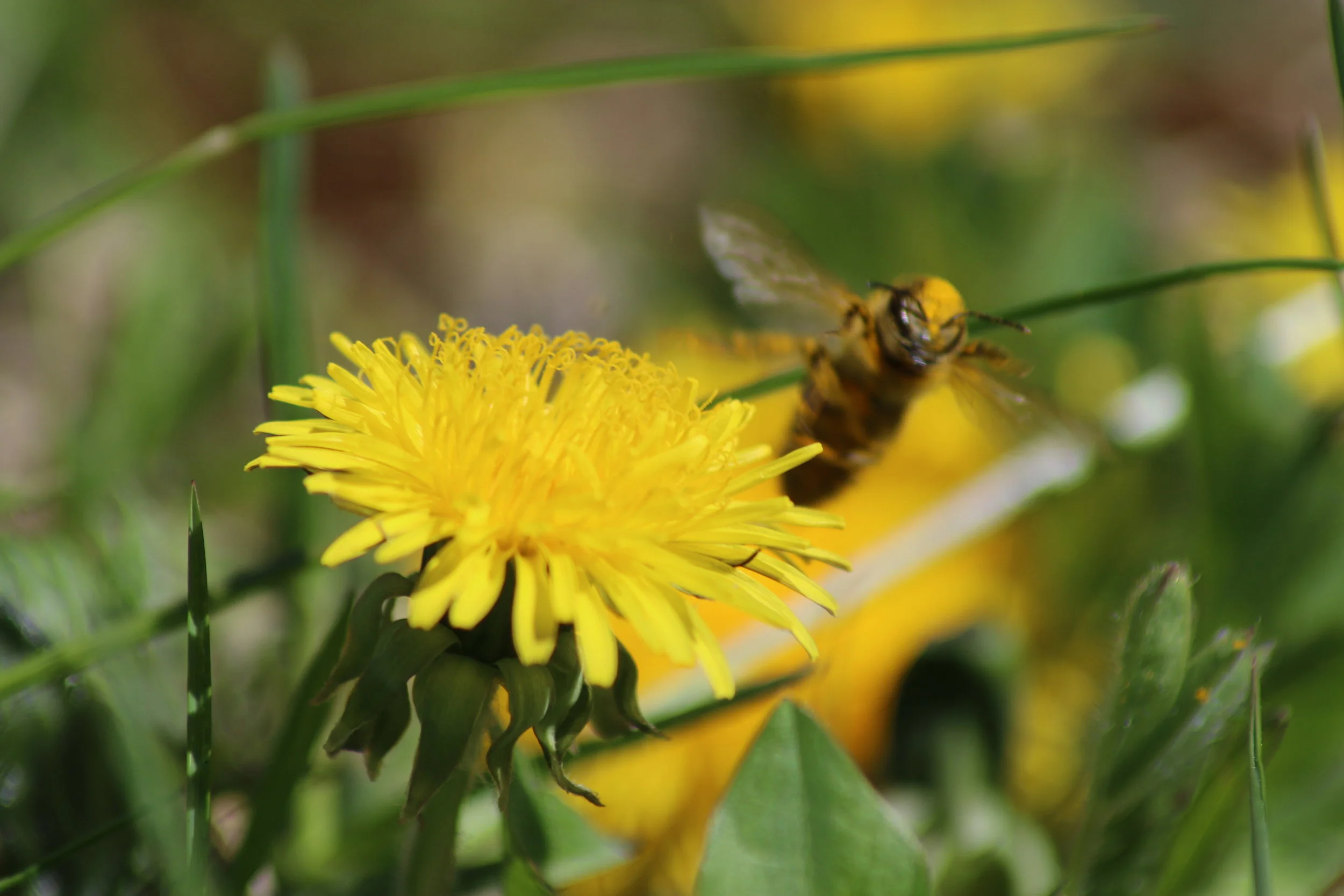 Flying High Year: 2016 Place: Lårdal Camera: Canon EOS 70D