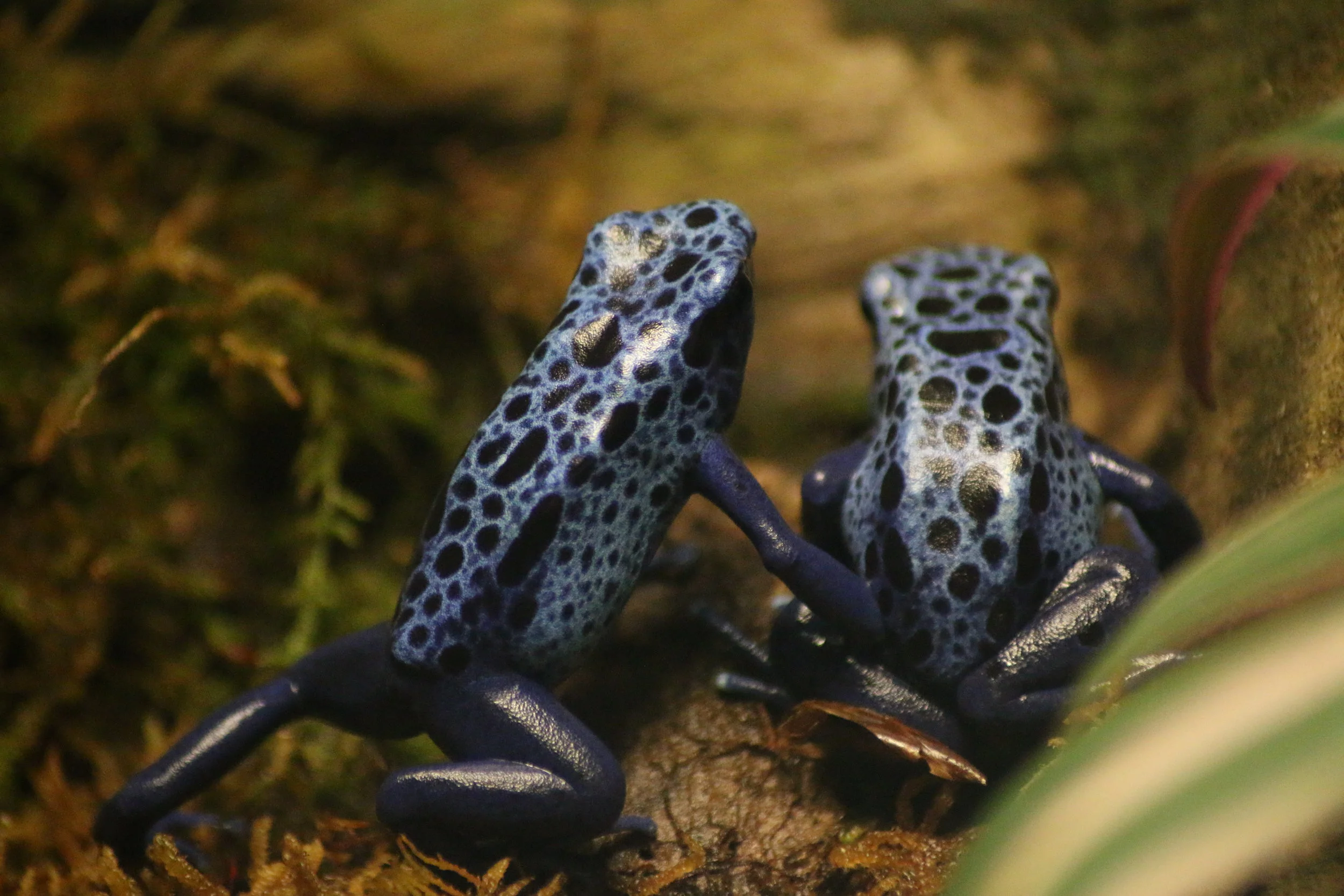 Okopipi Year: 2016 Place: Asheboro - North Carolina Zoo Camera: Canon EOS 70D