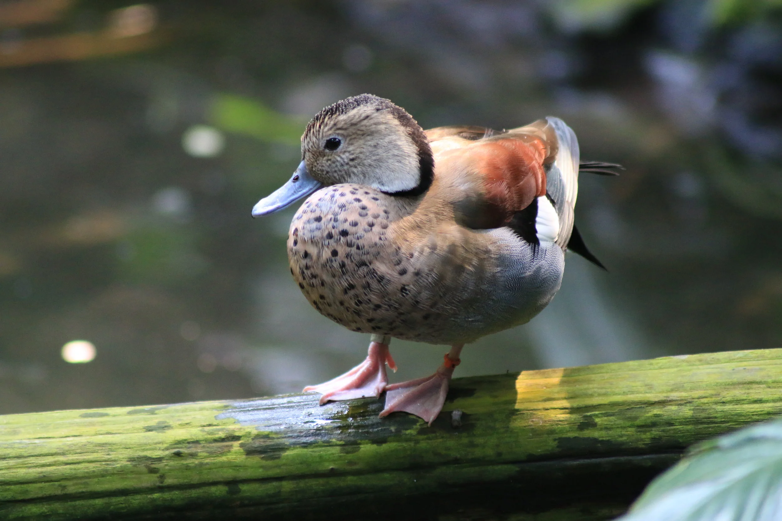 Ringed Teal Year: 2016 Place: Asheboro - North Carolina Zoo Camera: Canon EOS 70D