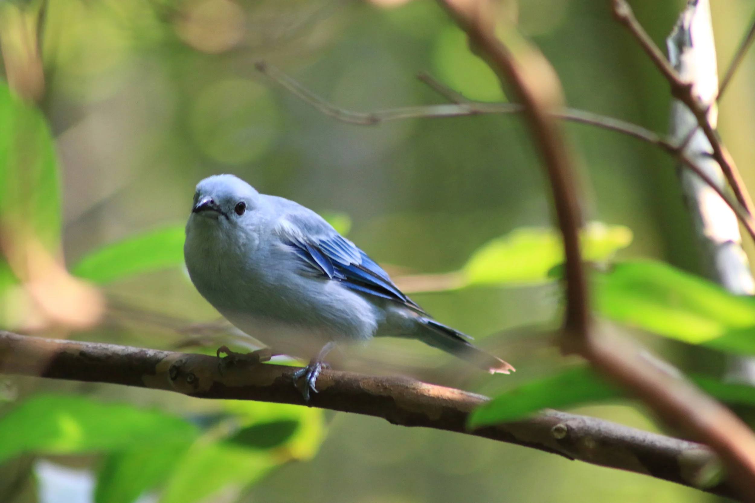 Mountain Bluebird Year: 2016 Place: Asheboro - North Carolina Zoo Camera: Canon EOS 70D