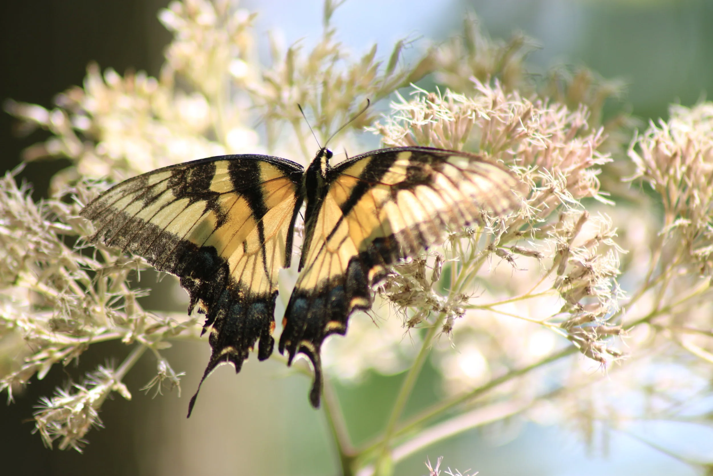 Papilio Glacus Year: 2016 Place: Asheboro - North Carolina Zoo Camera: Canon EOS 70D