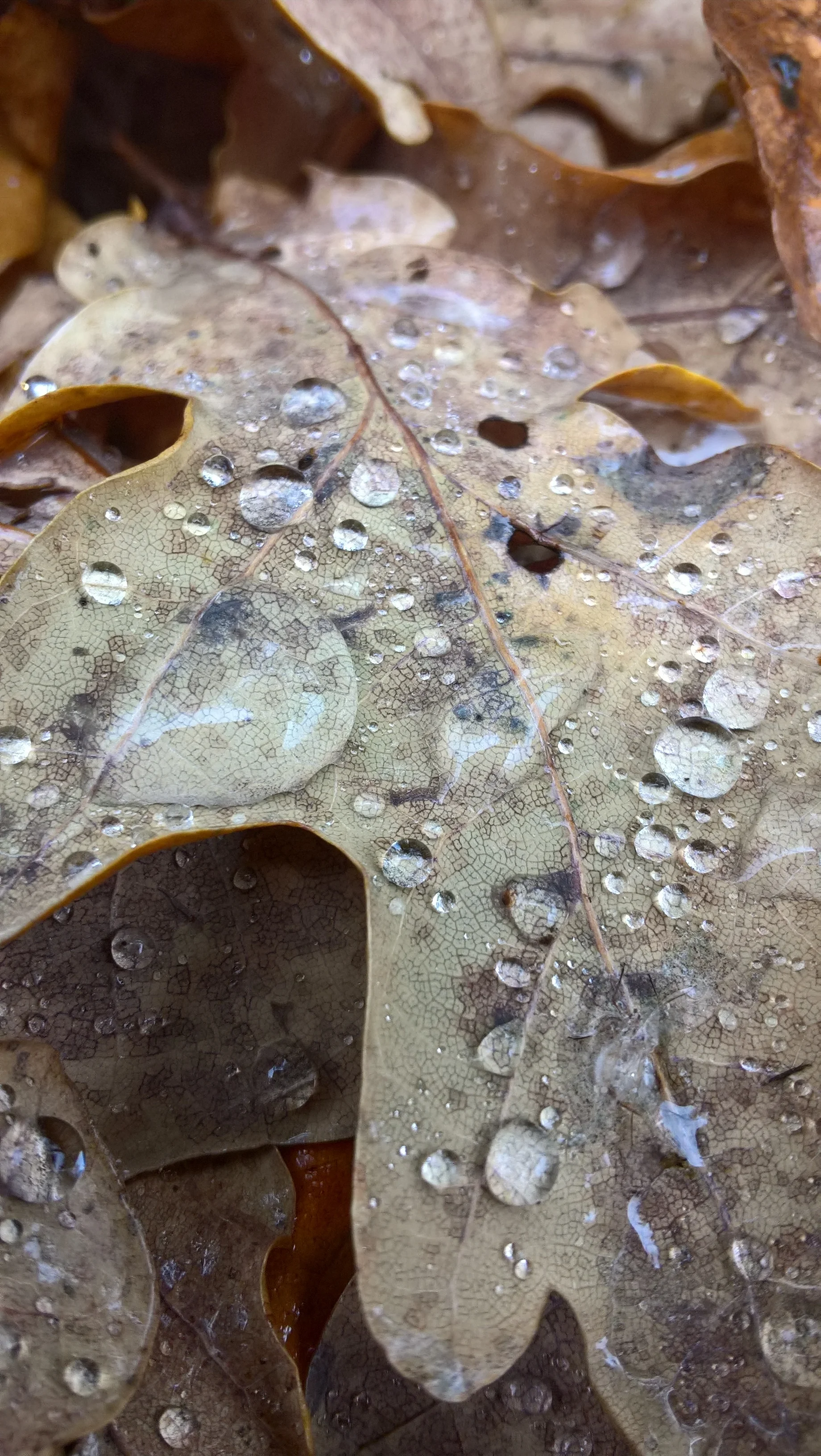 Raindrops Year: 2016 Place: Sande - Grytebakke Farm Camera: Microsoft Lumia 650