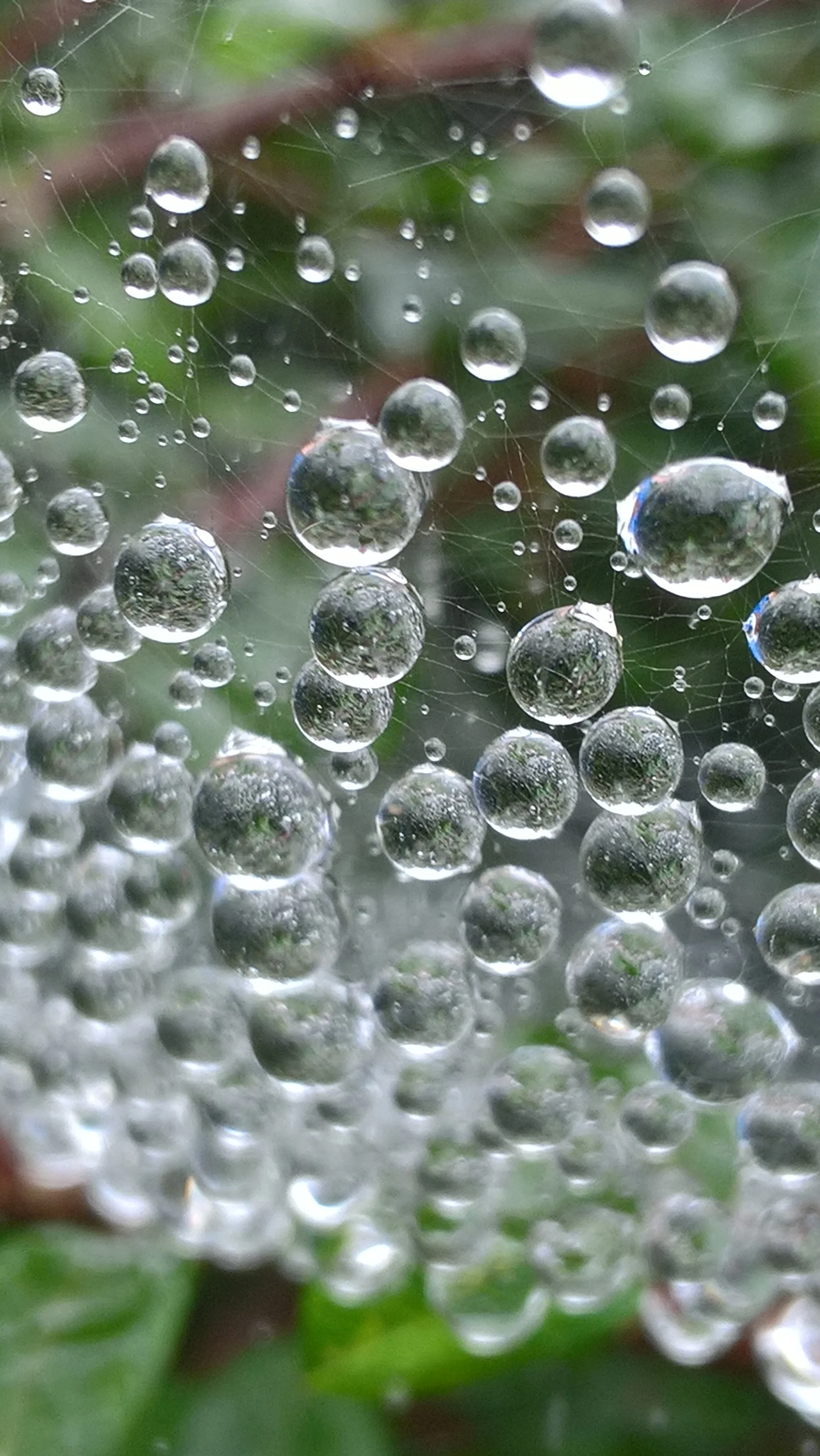 Spiderweb Raindrops Year: 2017 Place: Sande - Grytebakke Farm Camera: Microsoft Lumia 650
