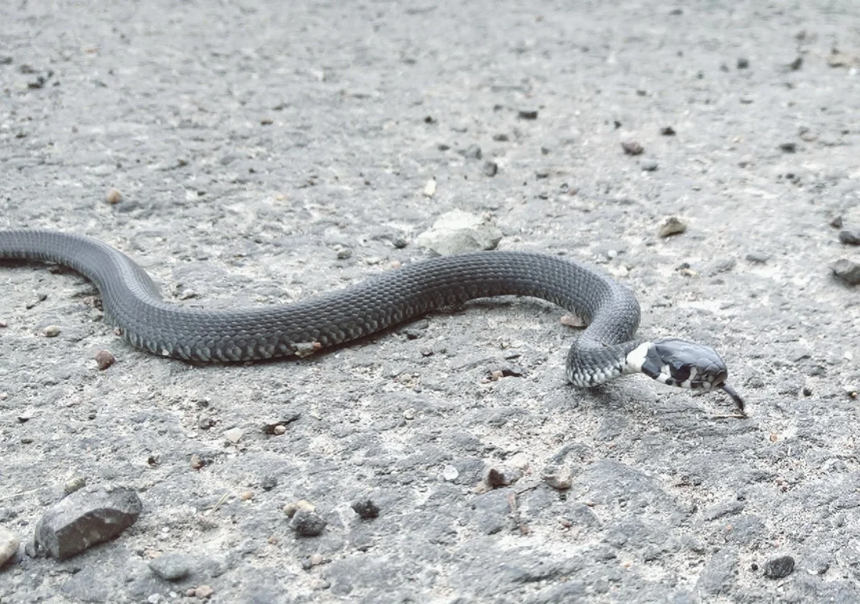 Natrix Natrix Year: 2017 Place: Sande - Grytebakke Farm Camera: Microsoft Lumia 650