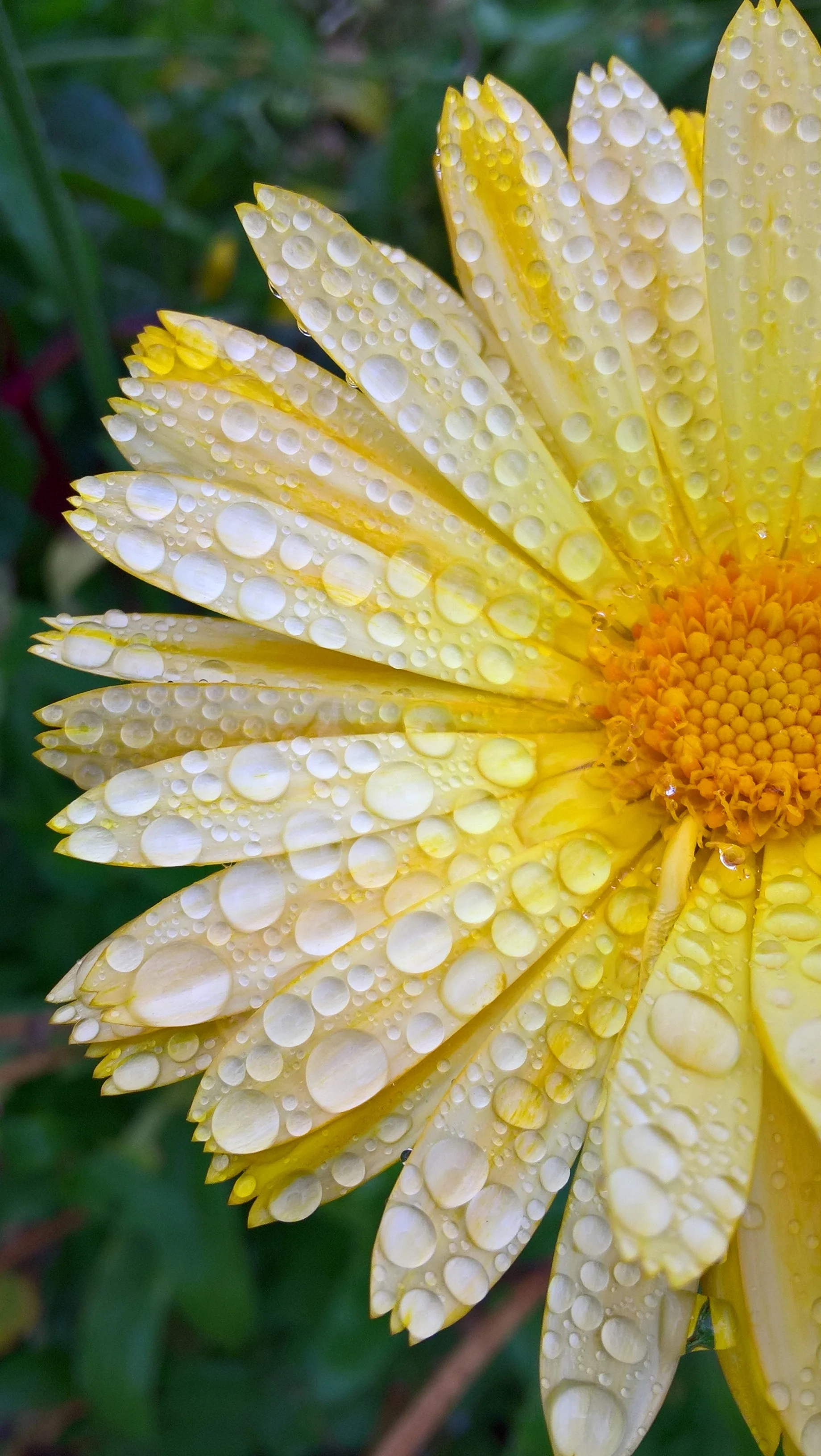 Yellow Raindrops Year: 2017 Place: Sande - Grytebakke Farm Camera: Olympus TOUGH TG4