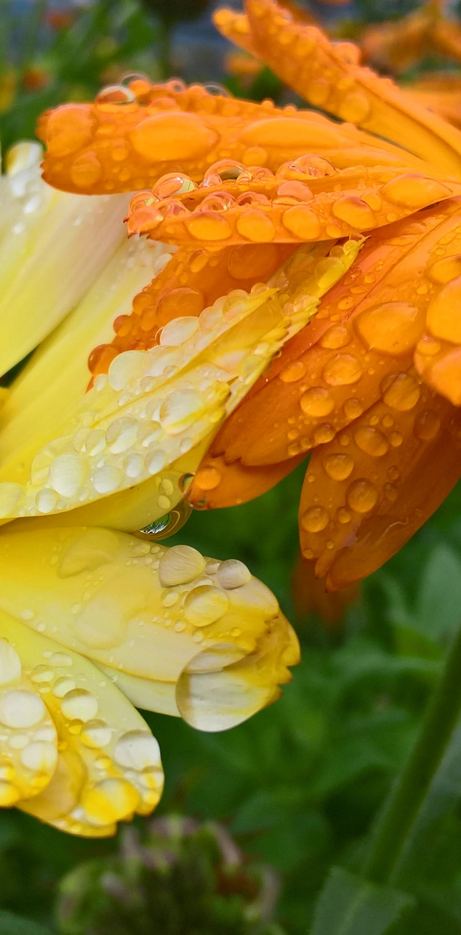 Yellow Orange Raindrops Year: 2017 Place: Sande - Grytebakke Farm Camera: Olympus TOUGH TG4