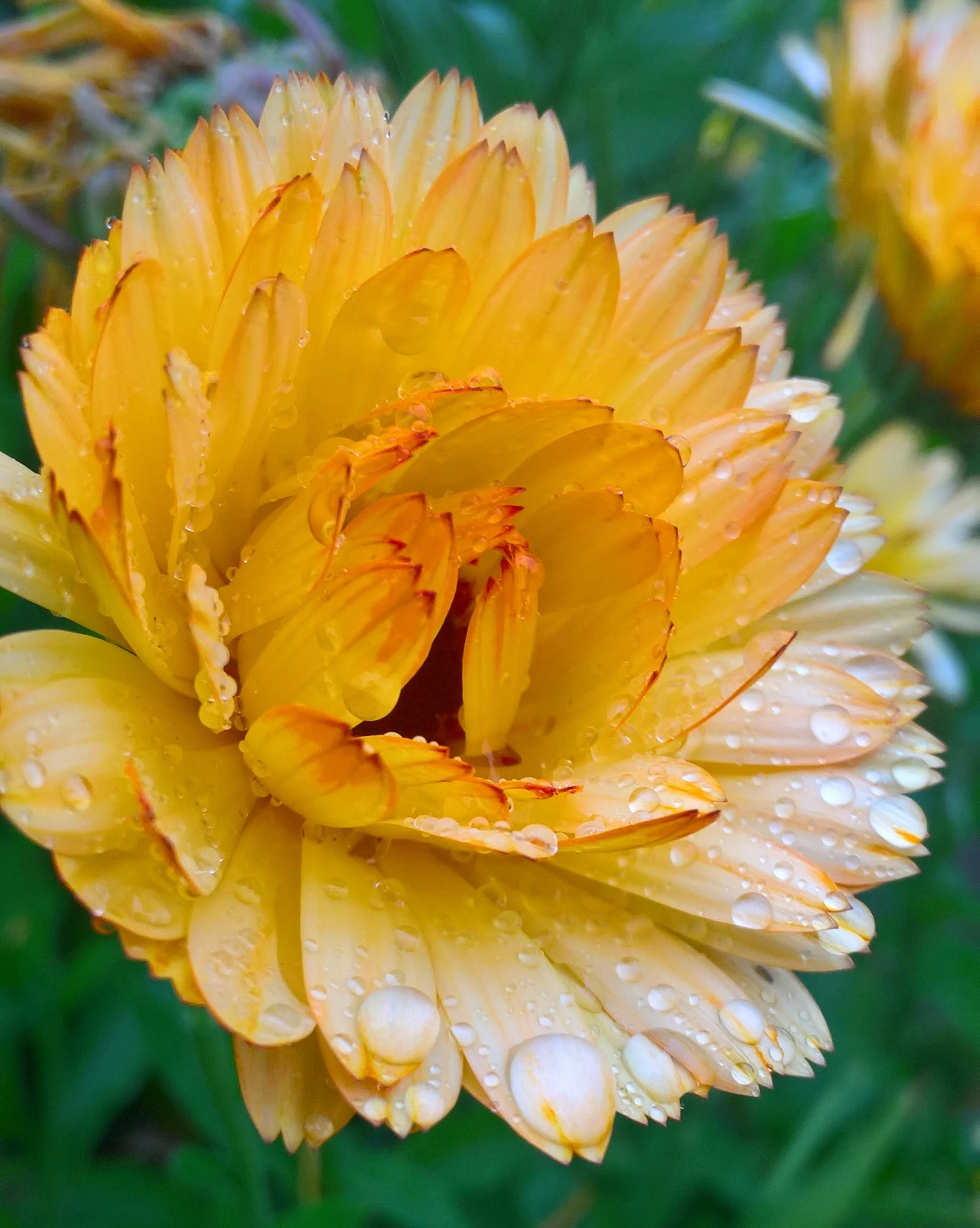 Bloom Year: 2017 Place: Sande - Grytebakke Farm Camera: Olympus TOUGH TG4