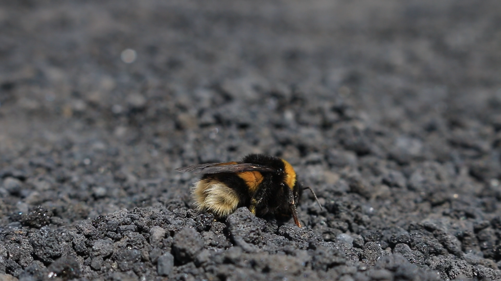 Bumblebee Year: 2016 Place: Sicily - Etna Camera: Canon EOS 70D