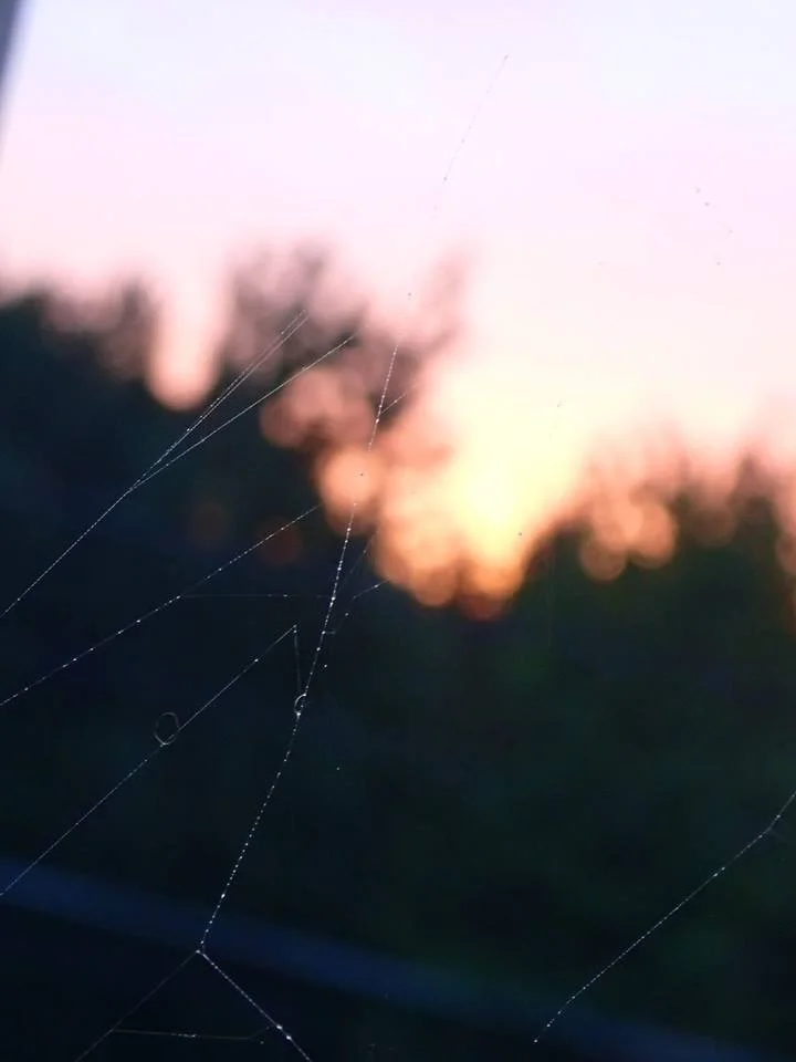 Sunset Spiderweb Year: 2017 Place: Svelvik Camera: Canon EOS 70D