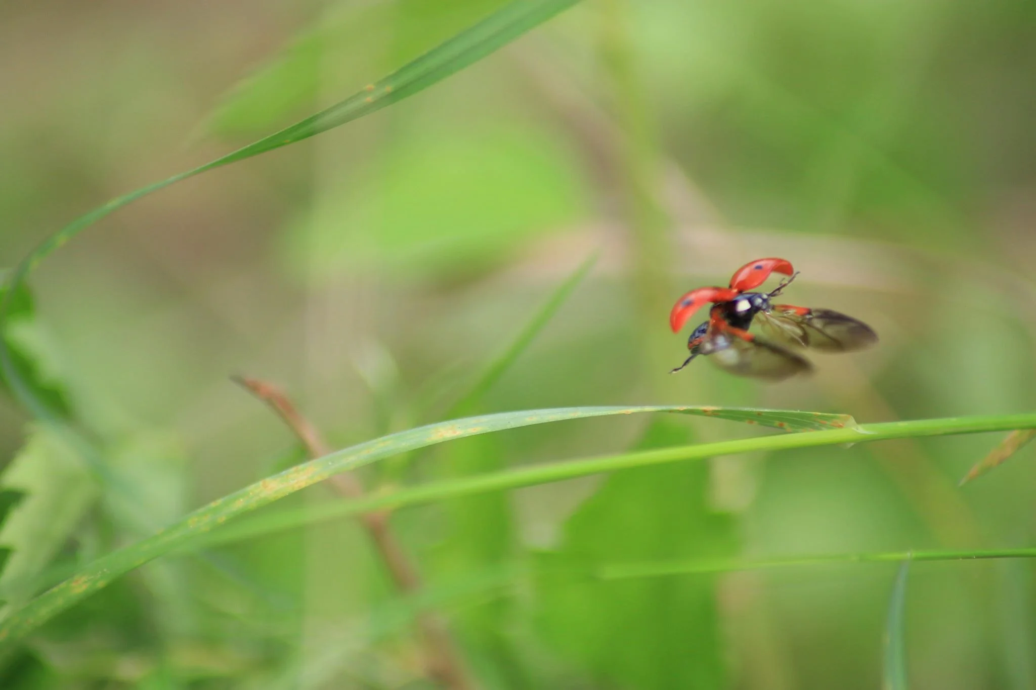 Flying Ladybug Year: 2019 Place: Svelvik Camera: Canon EOS 70D