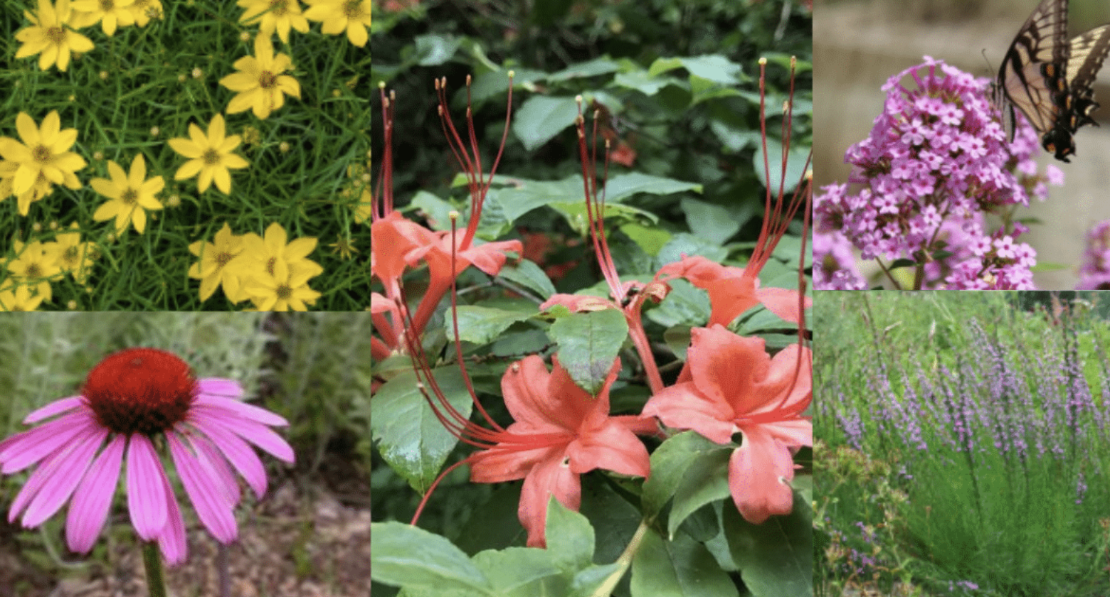 Land of Sky Native Plant &amp; Shrub Sale