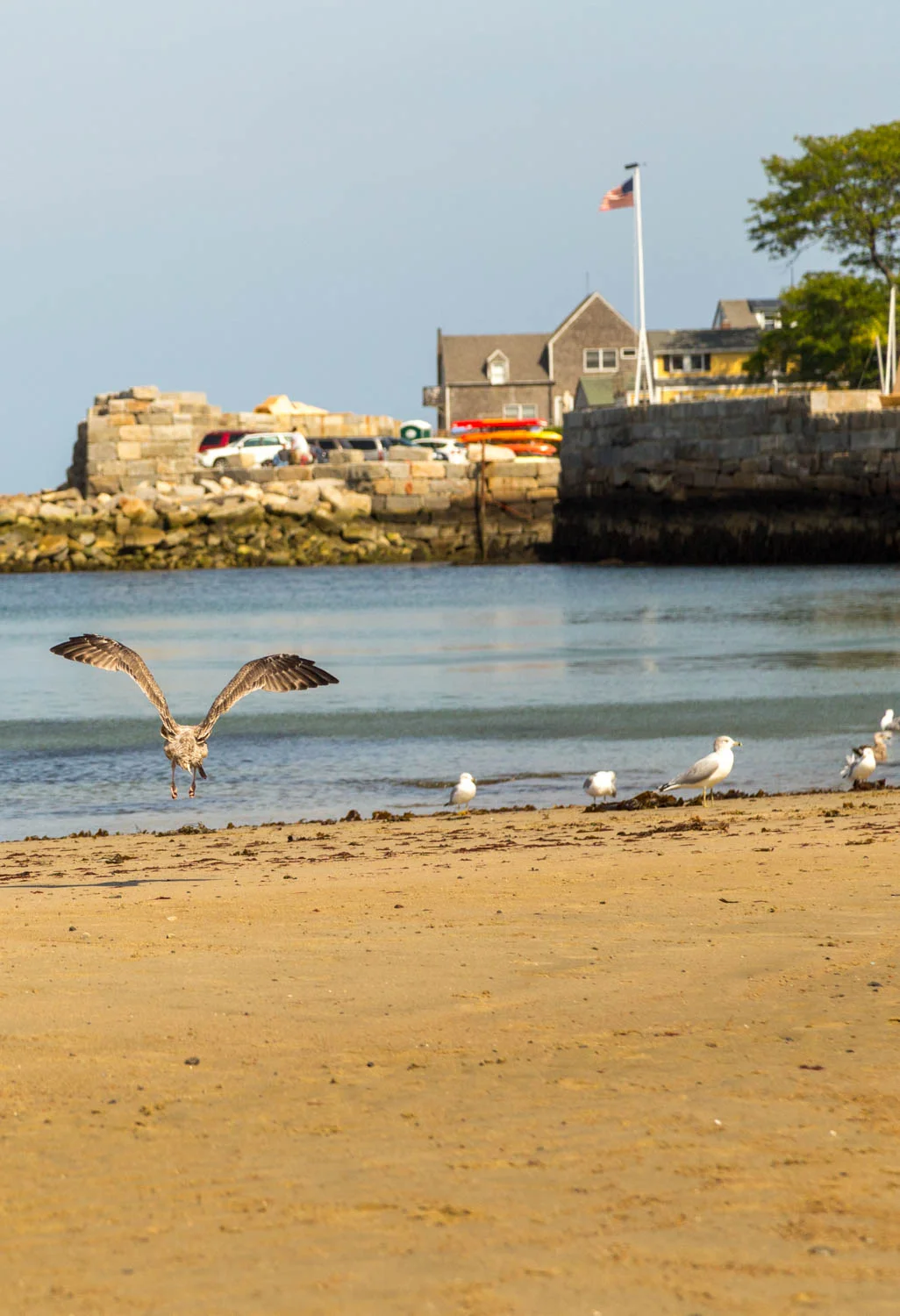 birds_beach