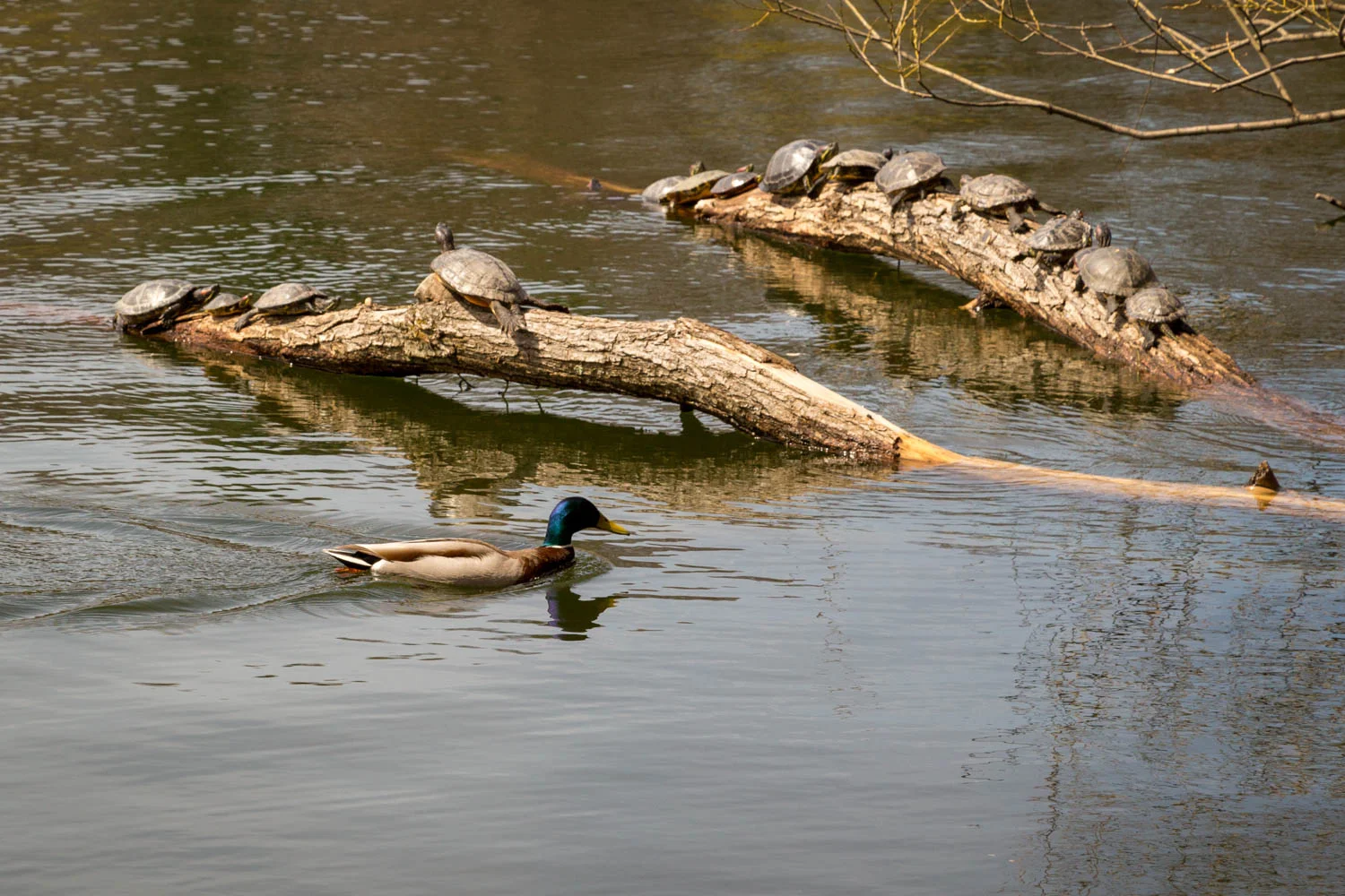 ducks_turtles.jpg