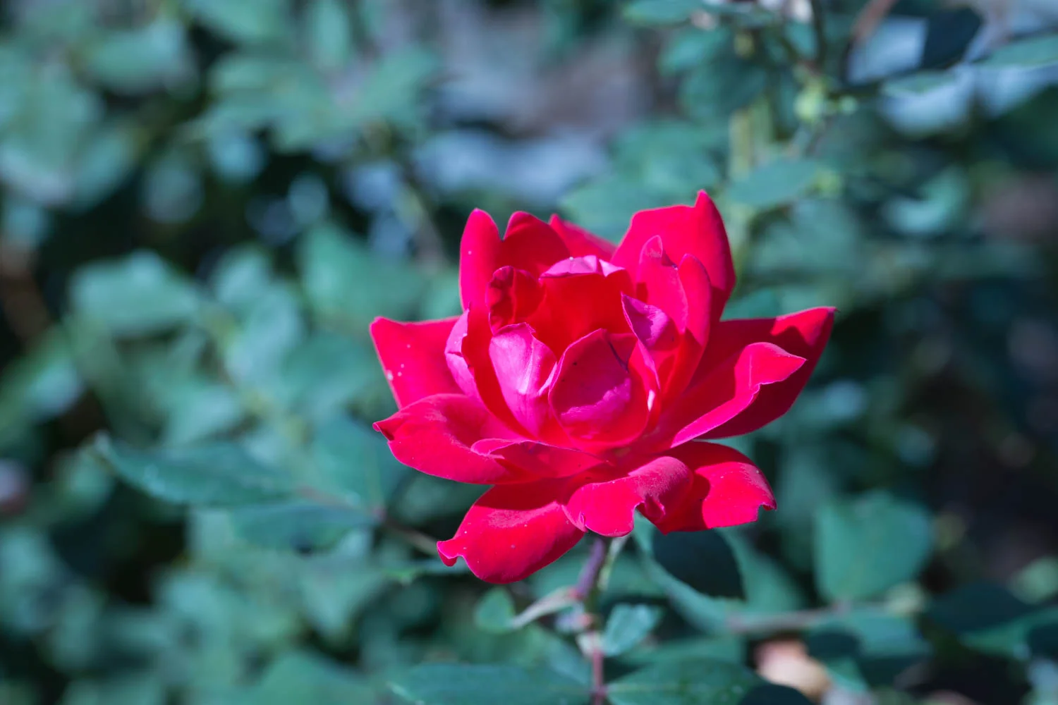 flower.jpg