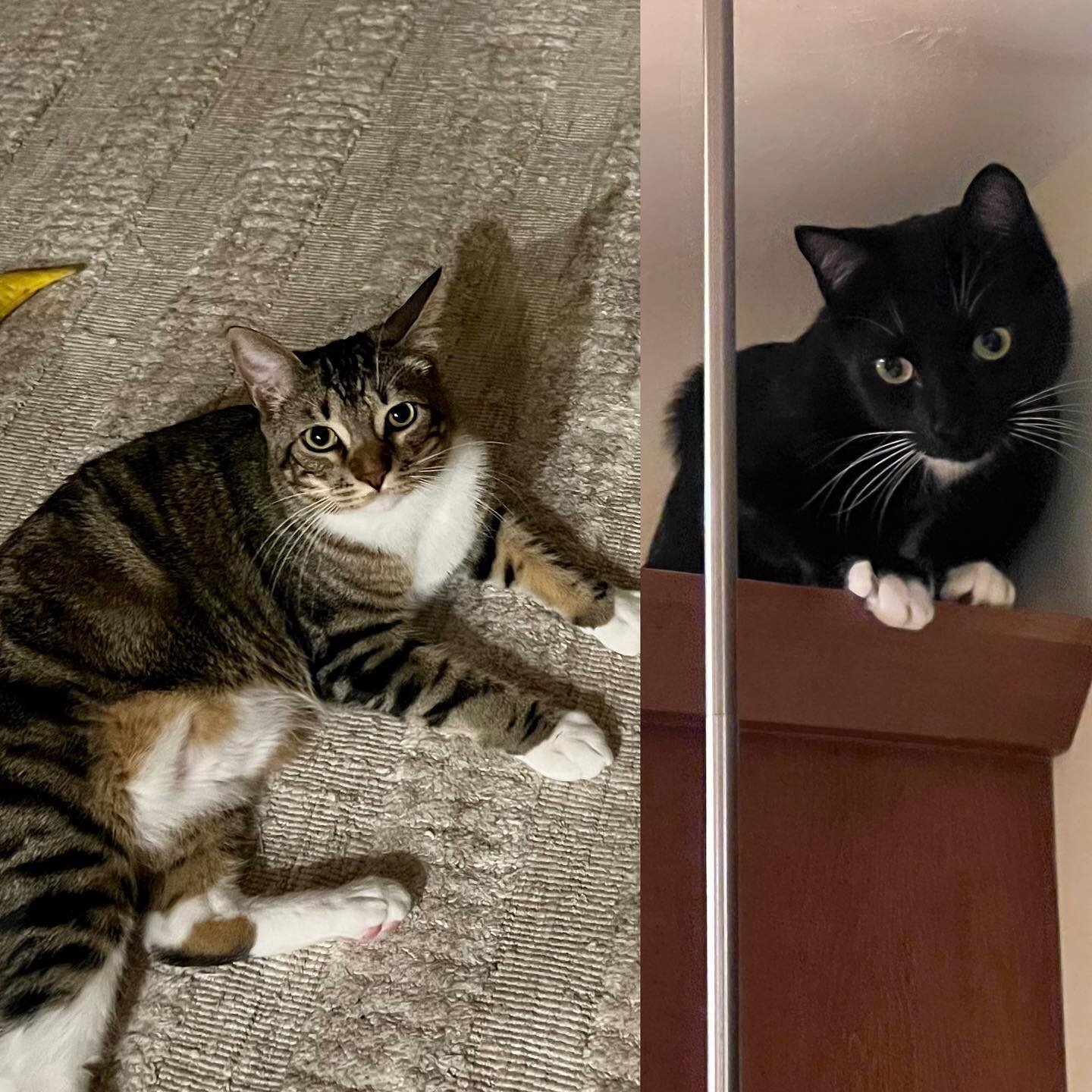 Tough choices between spending the event on the floor or on top of the cabinets #catsofinstagram