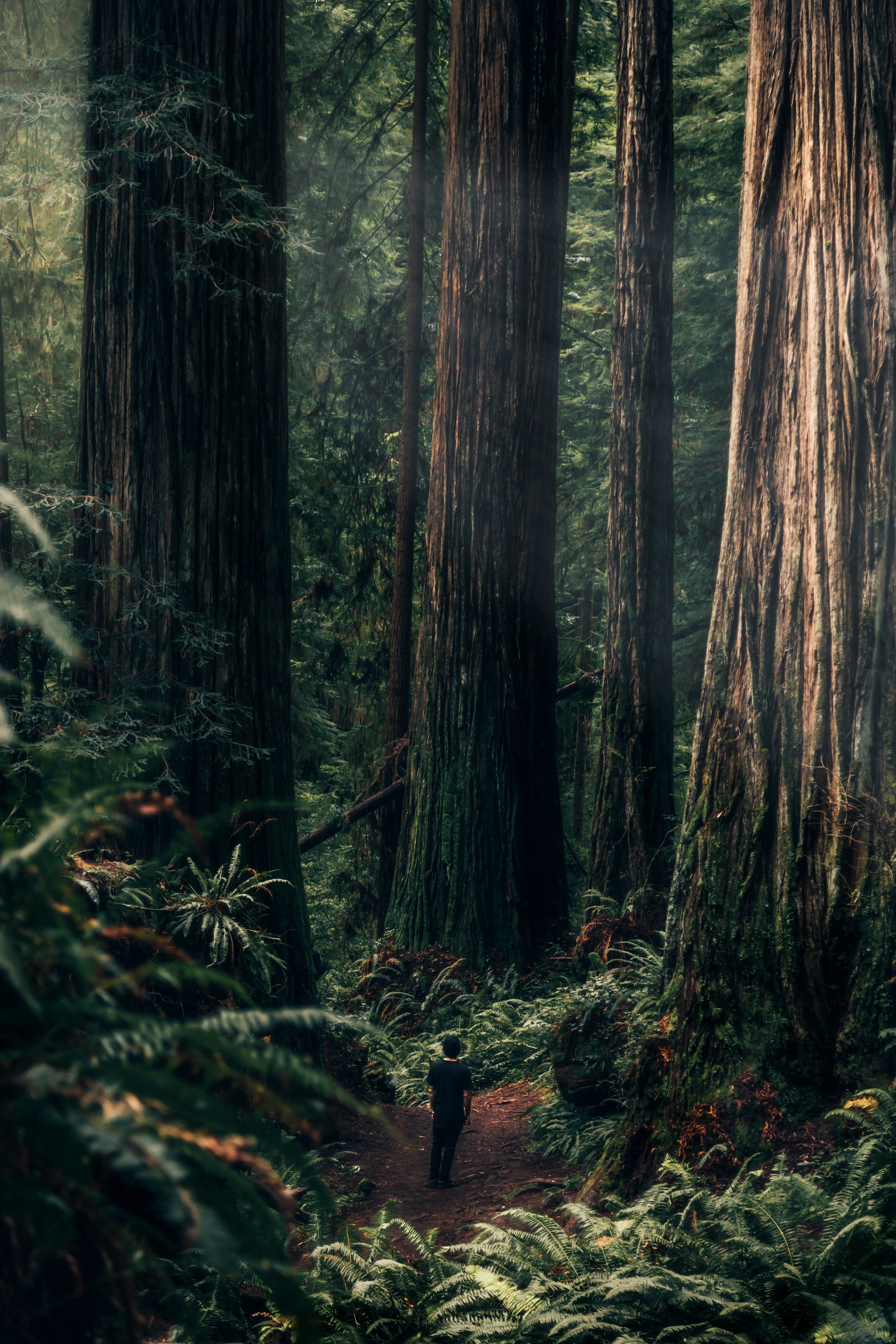 Brendan Redwoods.jpg
