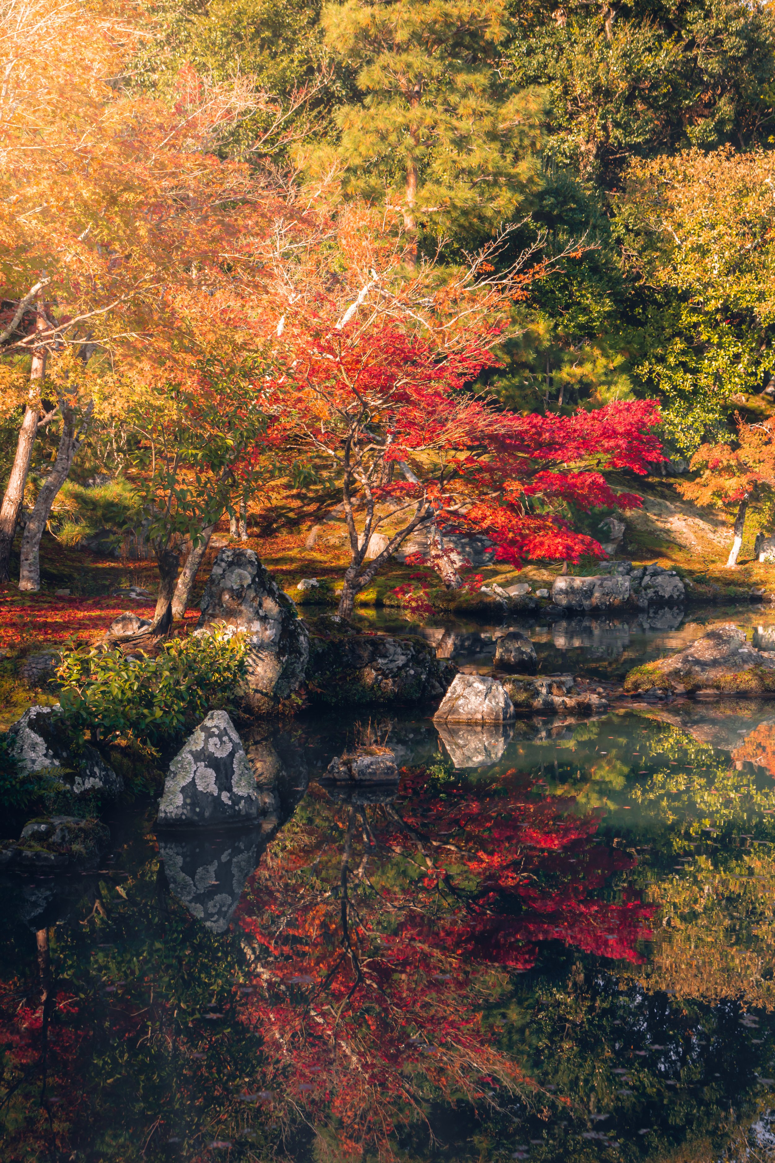 Distance Travelled 4 - Kyoto Foliage.jpg