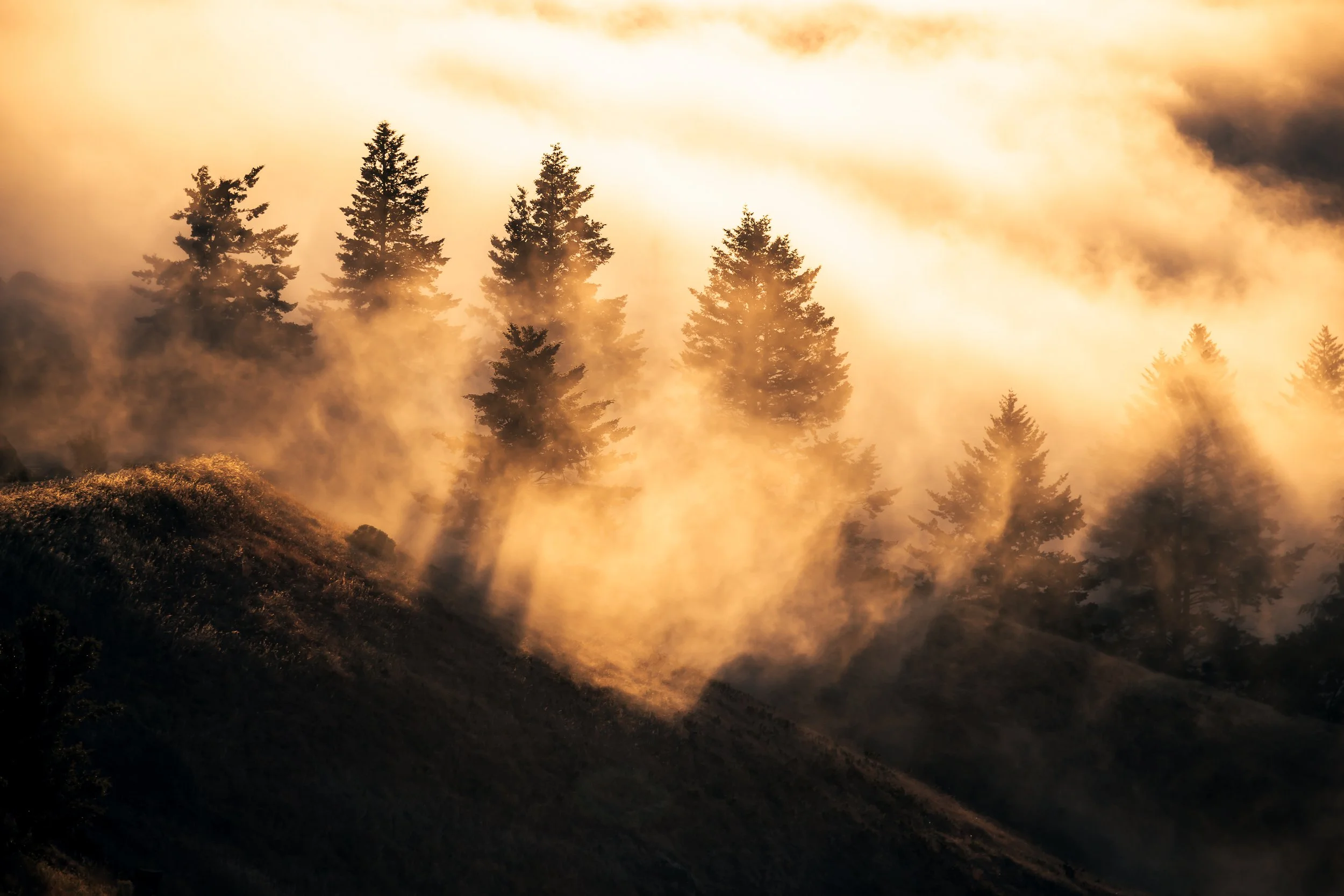 Mt Tam Rays Trees.JPG