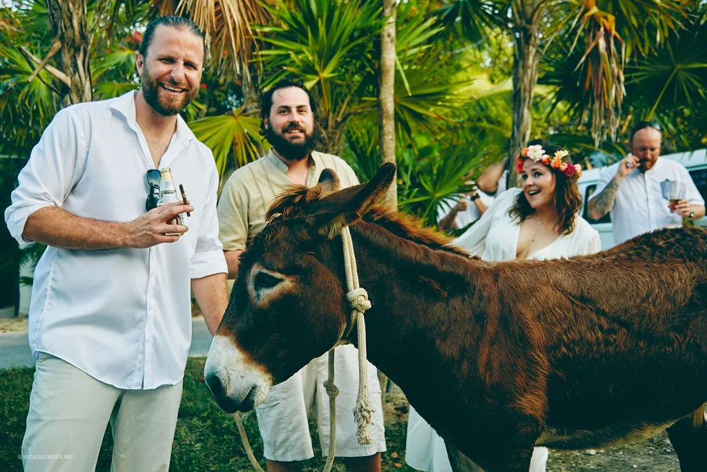 donkey.jpg