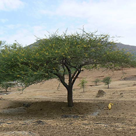  A Gum Arabic tree. 