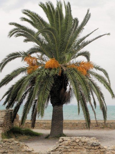  A date palm. 